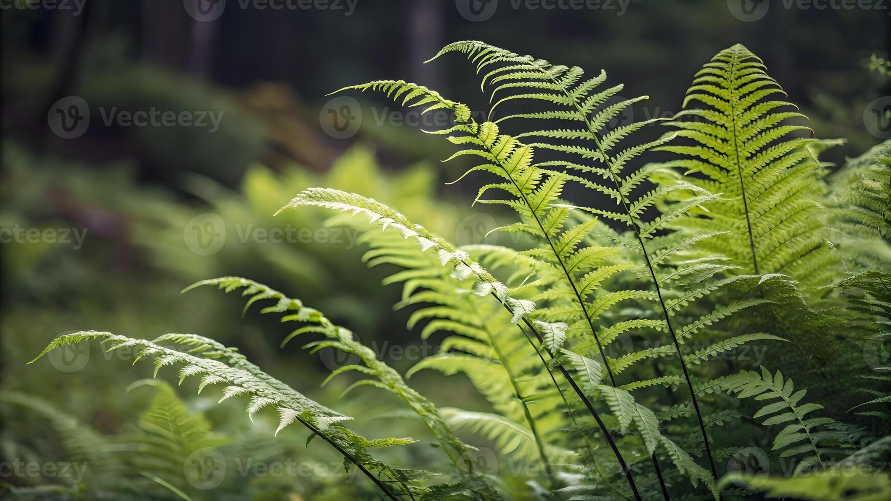 Ferns in Forest with Soft Light for Nature Lovers and Botanical Enthusiasts, Perfect for Calm and Relaxing Backgrounds, Ideal for Websites and Blogs photo