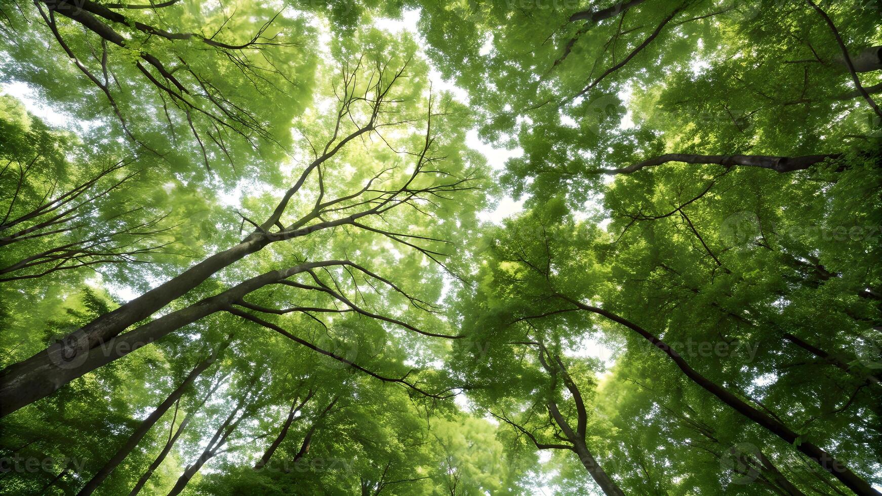 Towering Trees in Vibrant Forest Canopy for Nature Lovers and Outdoor Enthusiasts Seeking Serenity and Inspiration photo