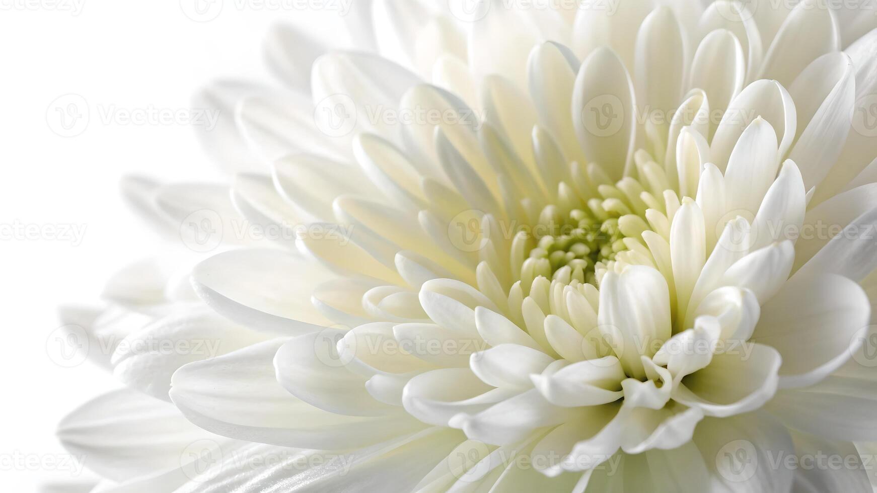 White Chrysanthemum Close-Up on Soft Background for Nature Lovers and Floral Designers photo