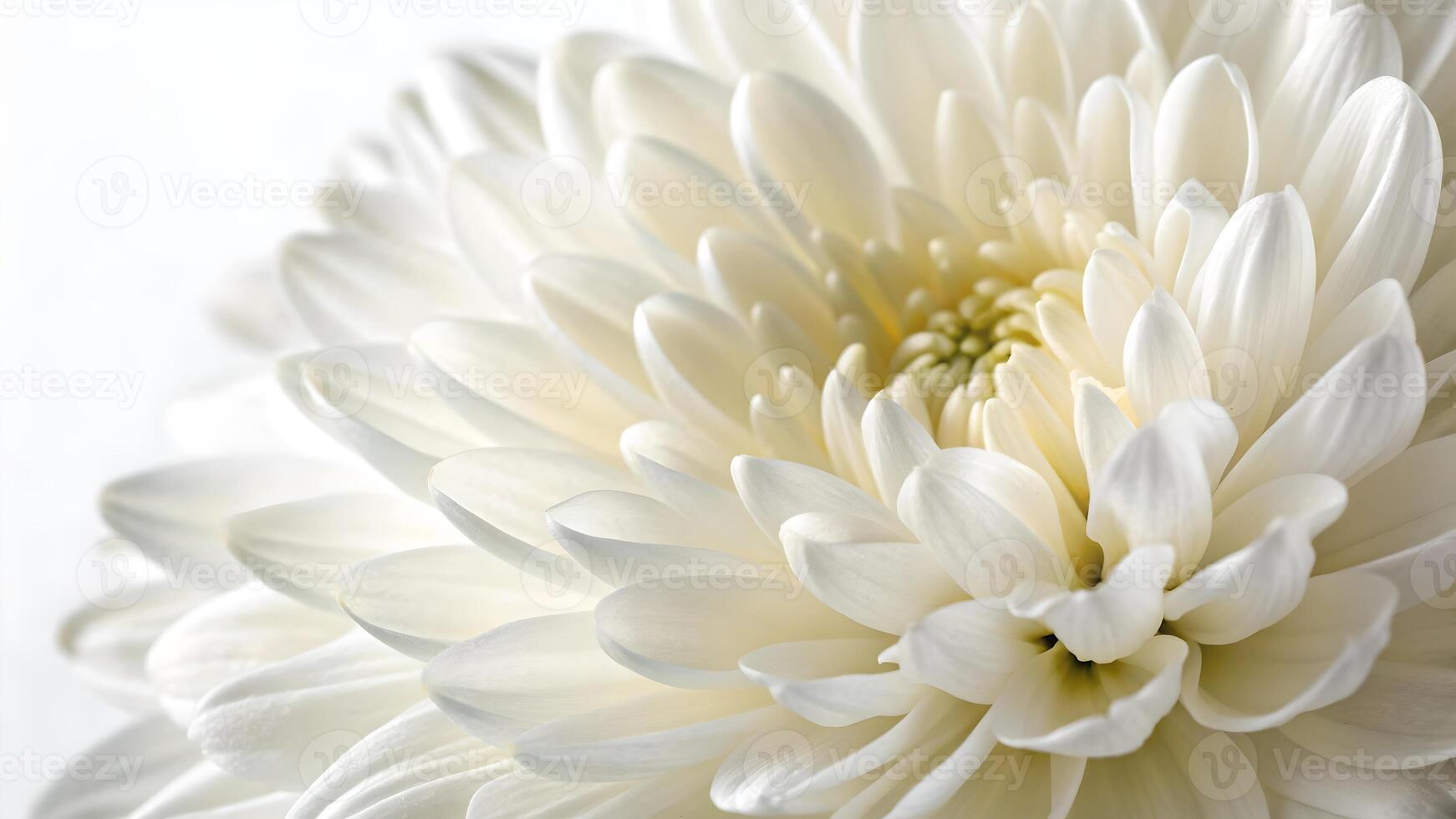 White chrysanthemum flower in stunning close-up for nature enthusiasts and photographers photo