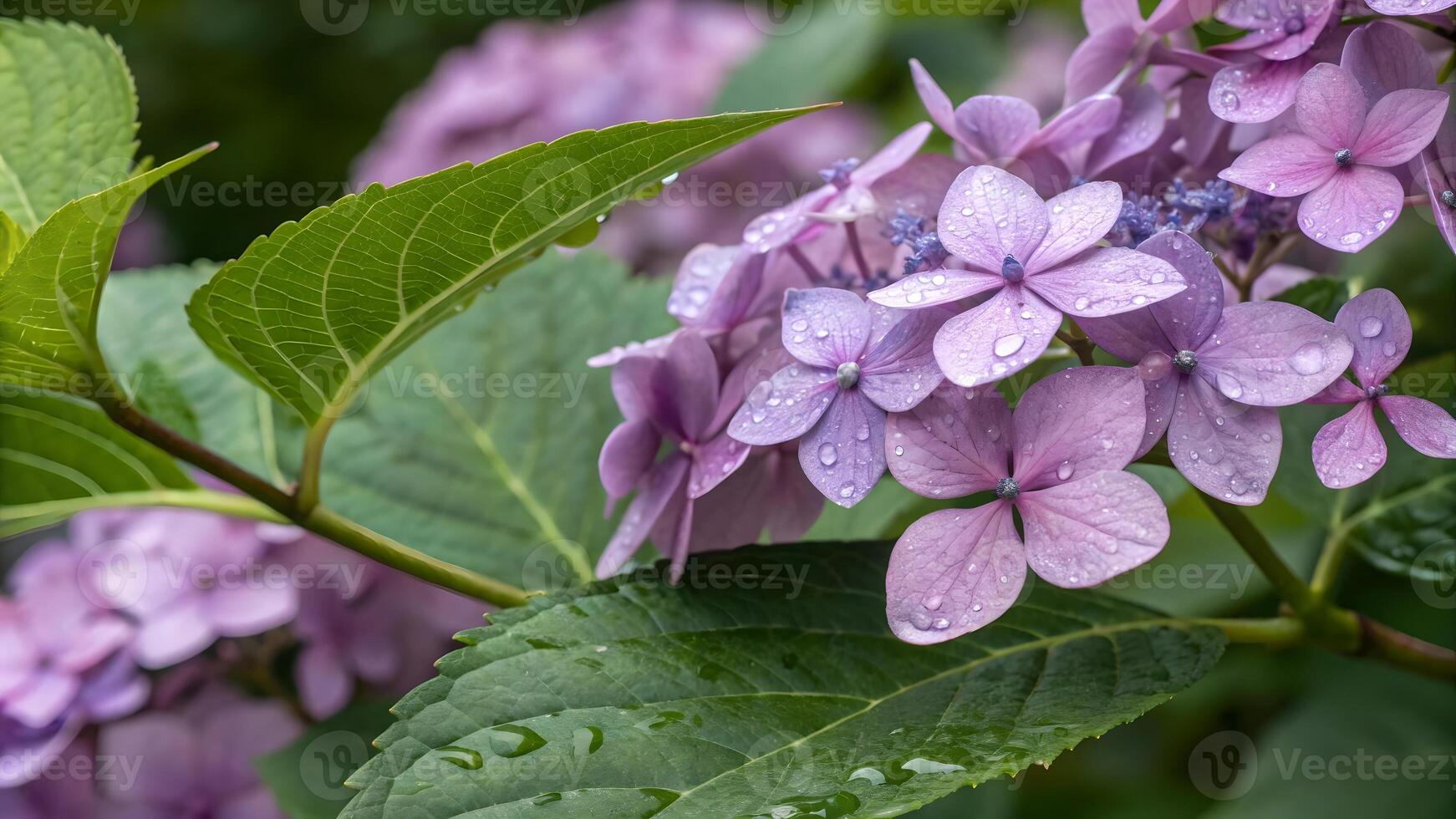 Purple Hydrangea Flowers with Dew Drops in Garden for Nature Lovers and Floral Designers Seeking High-Quality Botanical Photography for Websites, Blogs, and Social Media Content photo