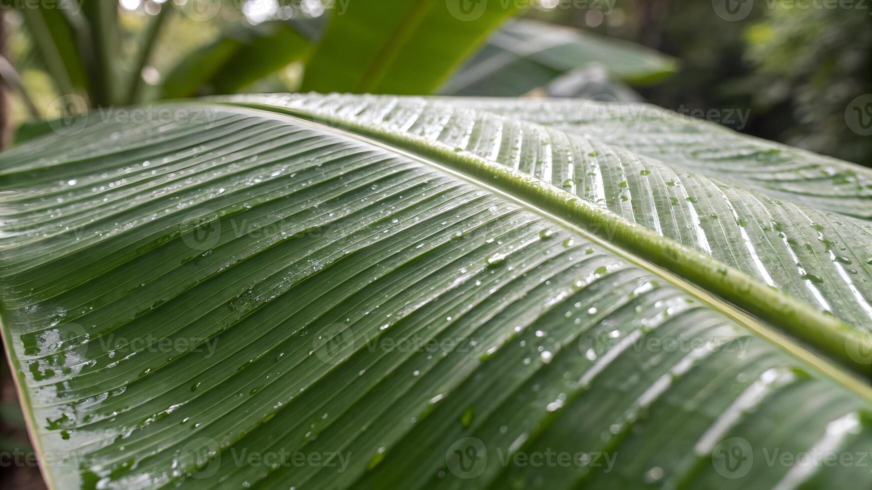Banana Leaf with Dew Drops in Lush Tropical Forest for Nature Enthusiasts and Botanical Garden Designers photo