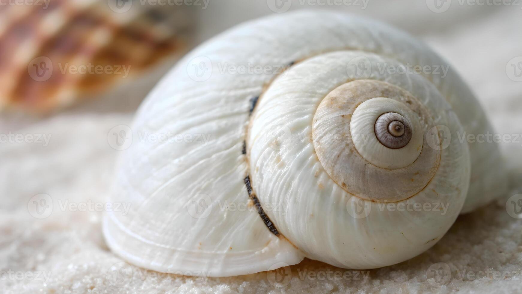 Seashell Close-Up Detailed Spiral Nature Photography for Designers and Nature Lovers Exploring Ocean Life and Coastal Beauty Through High-Quality Images photo