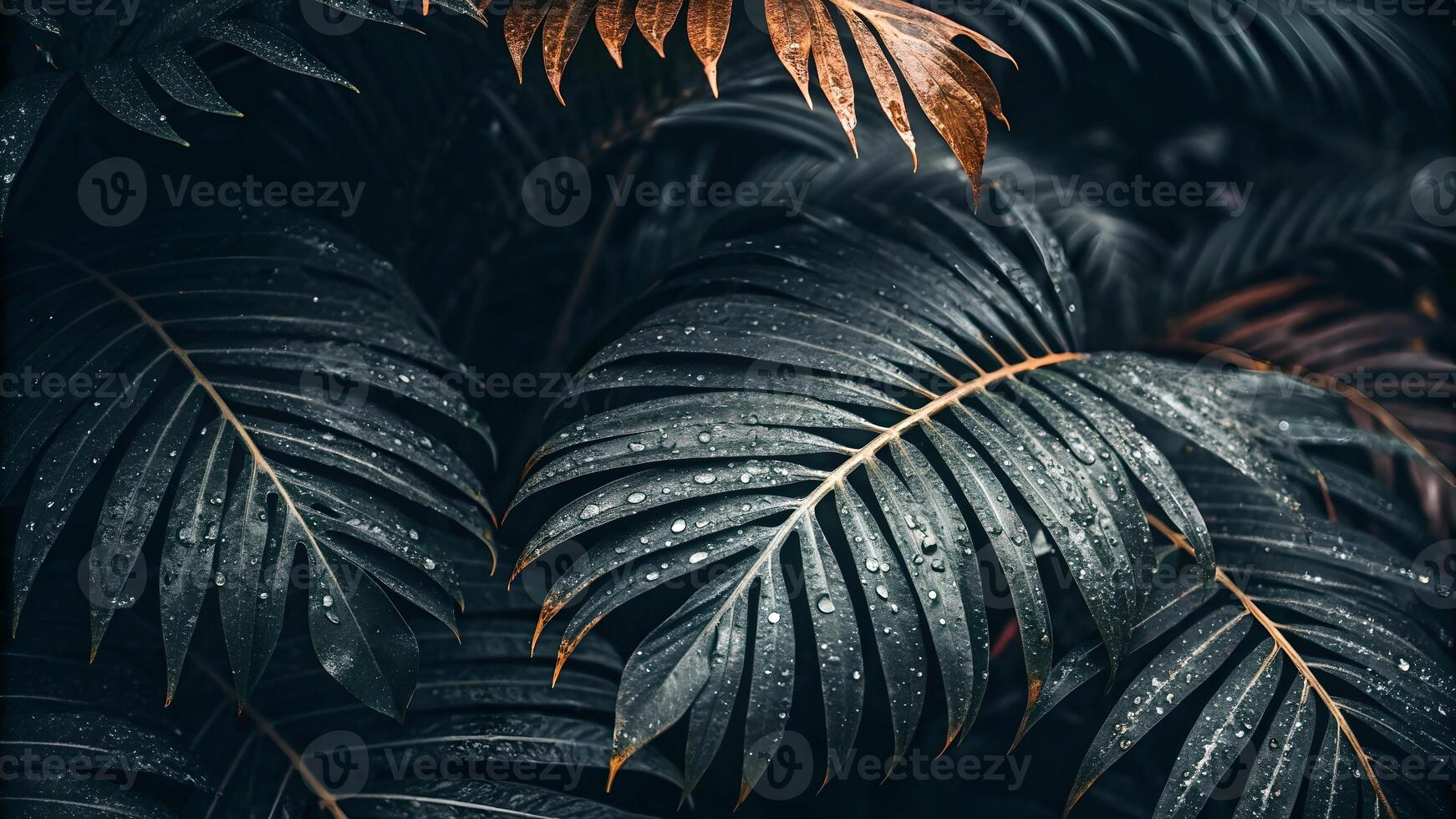 Tropical Palm Leaves with Dew Drops in Dark Forest for Nature Lovers and Designers Seeking High-Quality Botanical Imagery photo