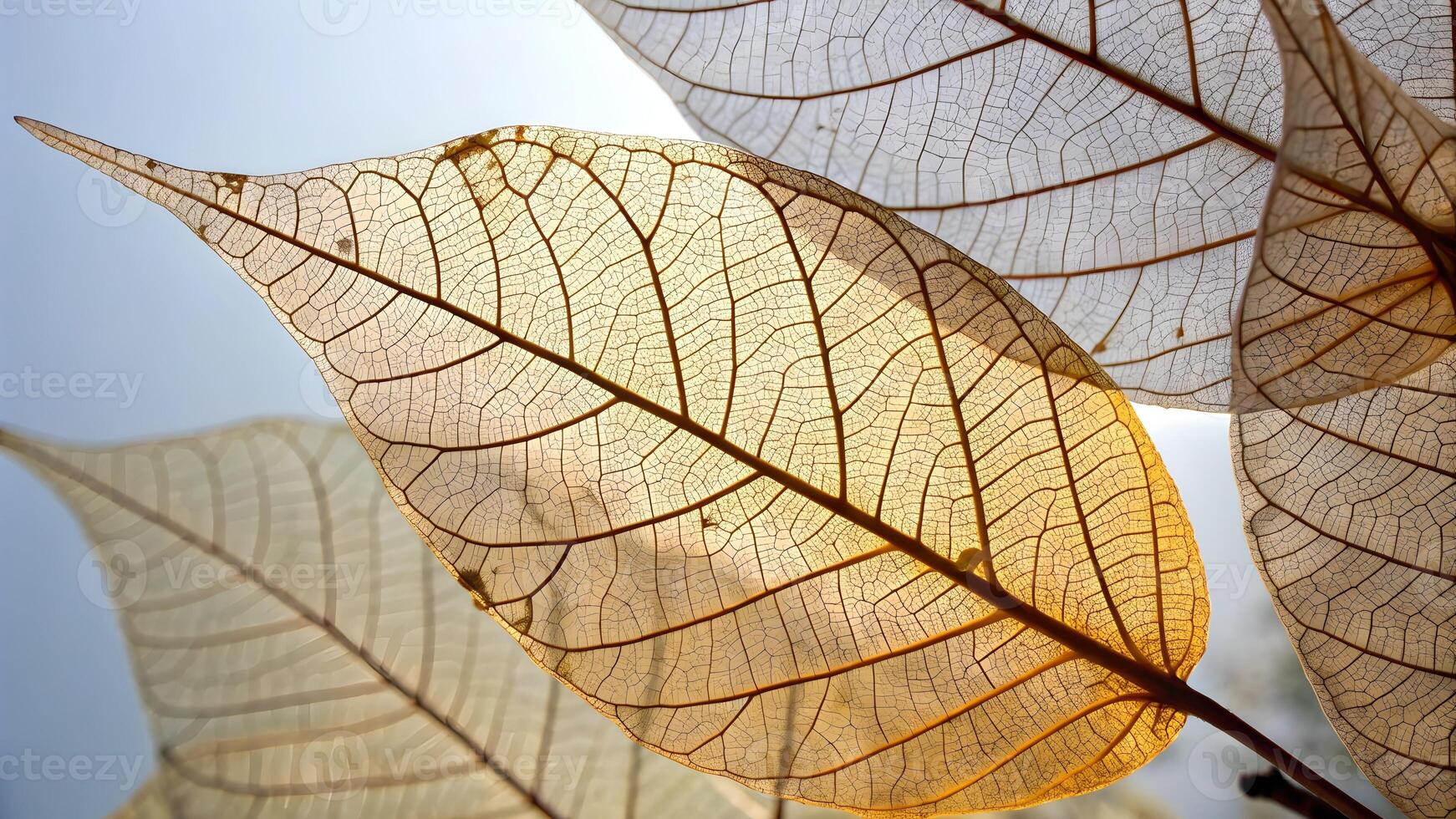 Delicate Leaf Veins Illuminated by Sunlight for Nature Lovers and Botanical Enthusiasts photo