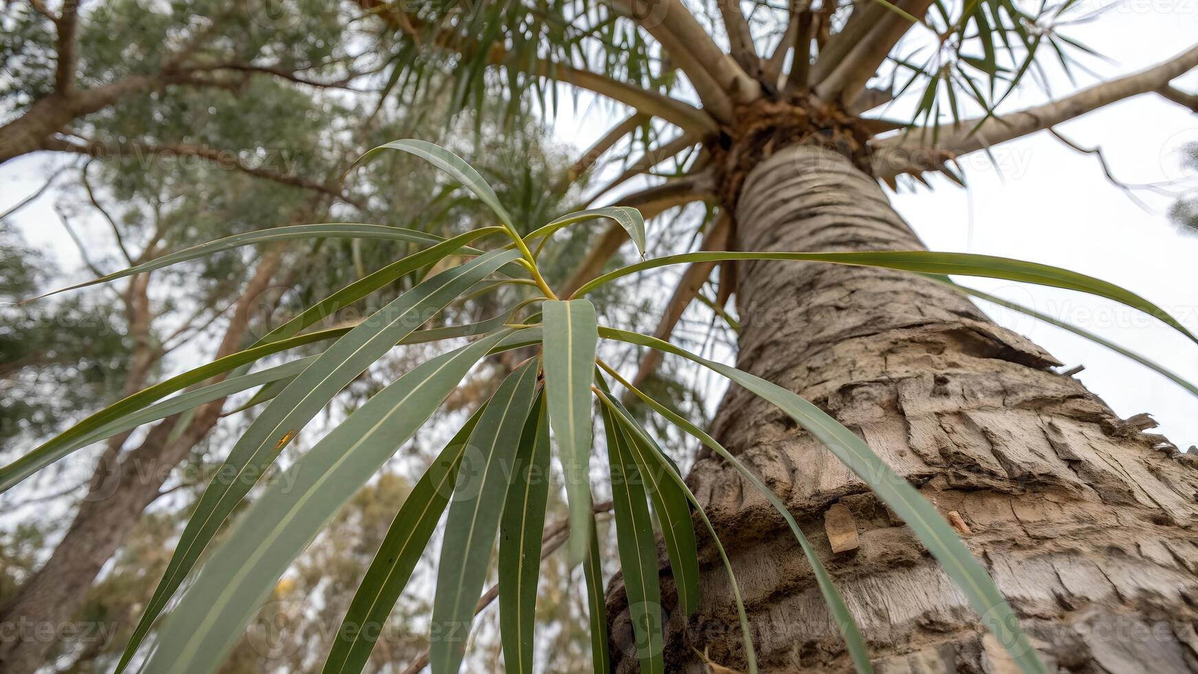 Tall palm tree with lush green leaves in a serene forest setting for nature enthusiasts and landscape photographers photo