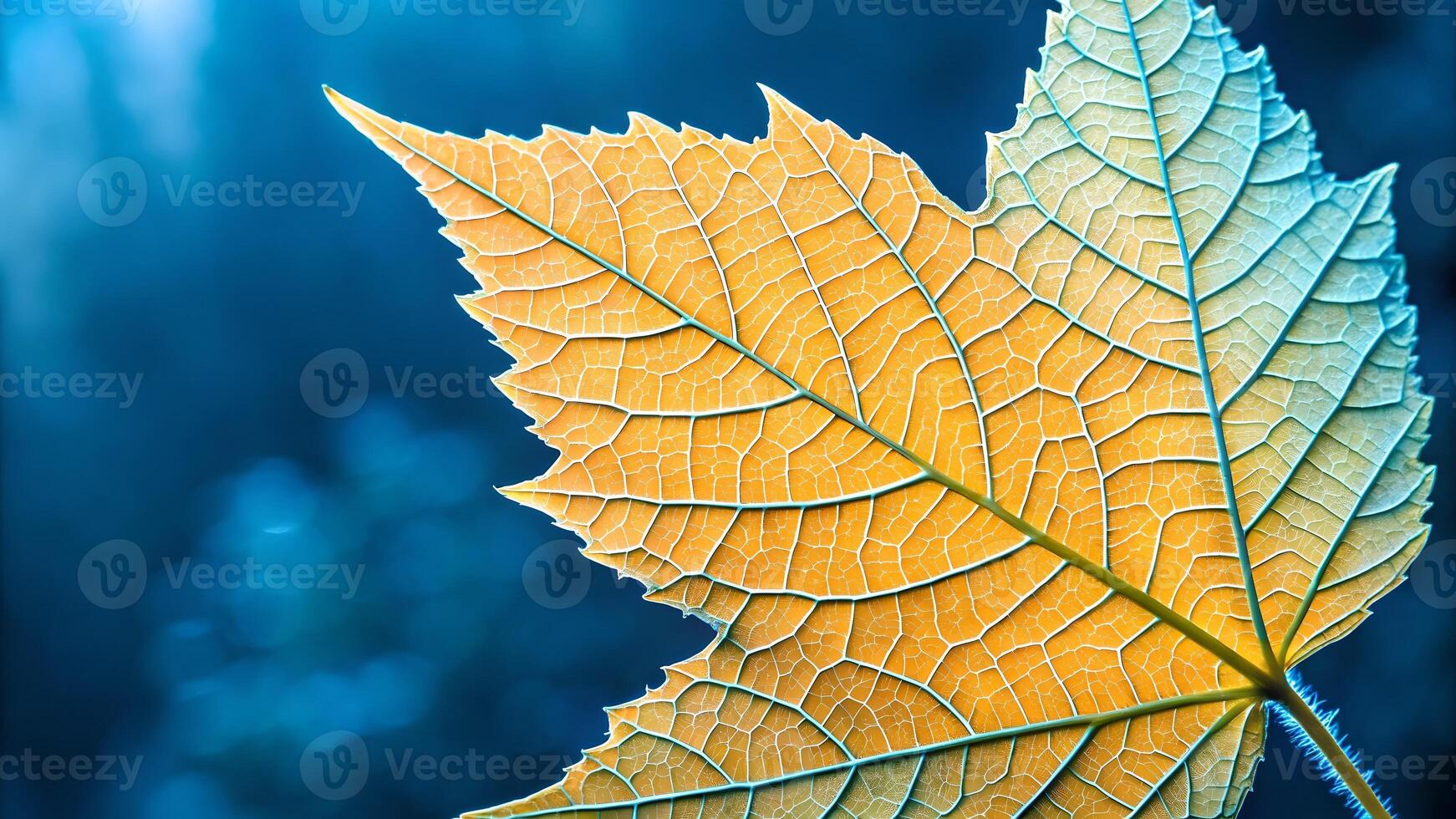 Maple Leaf Detailed Texture Against Blue Background for Nature Enthusiasts and Designers Seeking High-Quality Botanical Imagery for Creative Projects and Environmental Awareness Campaigns photo
