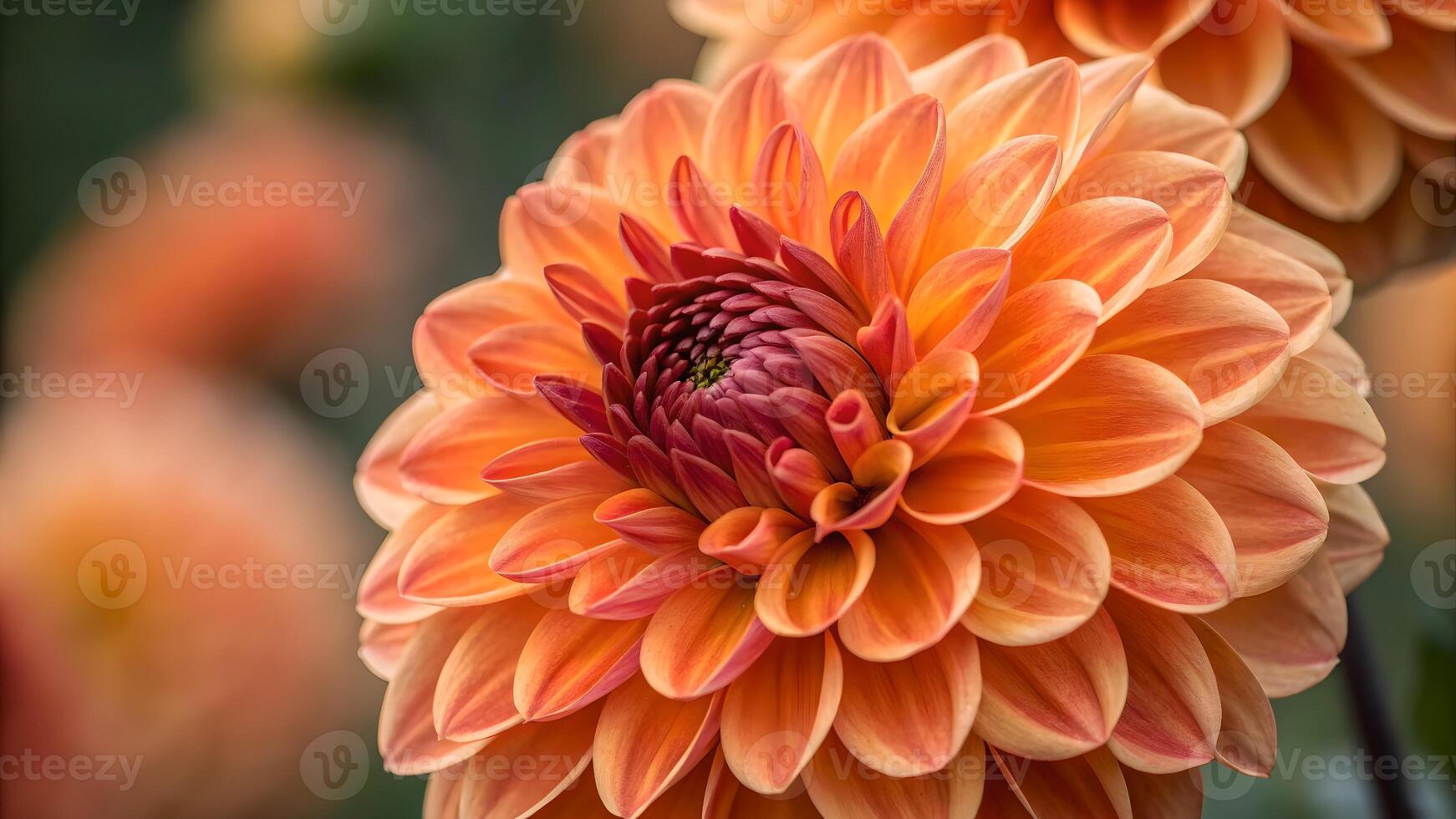 Vibrant Orange Dahlia Close-Up in Garden for Nature Lovers and Floral Designers Seeking High-Quality Images of Beautiful Flowers photo