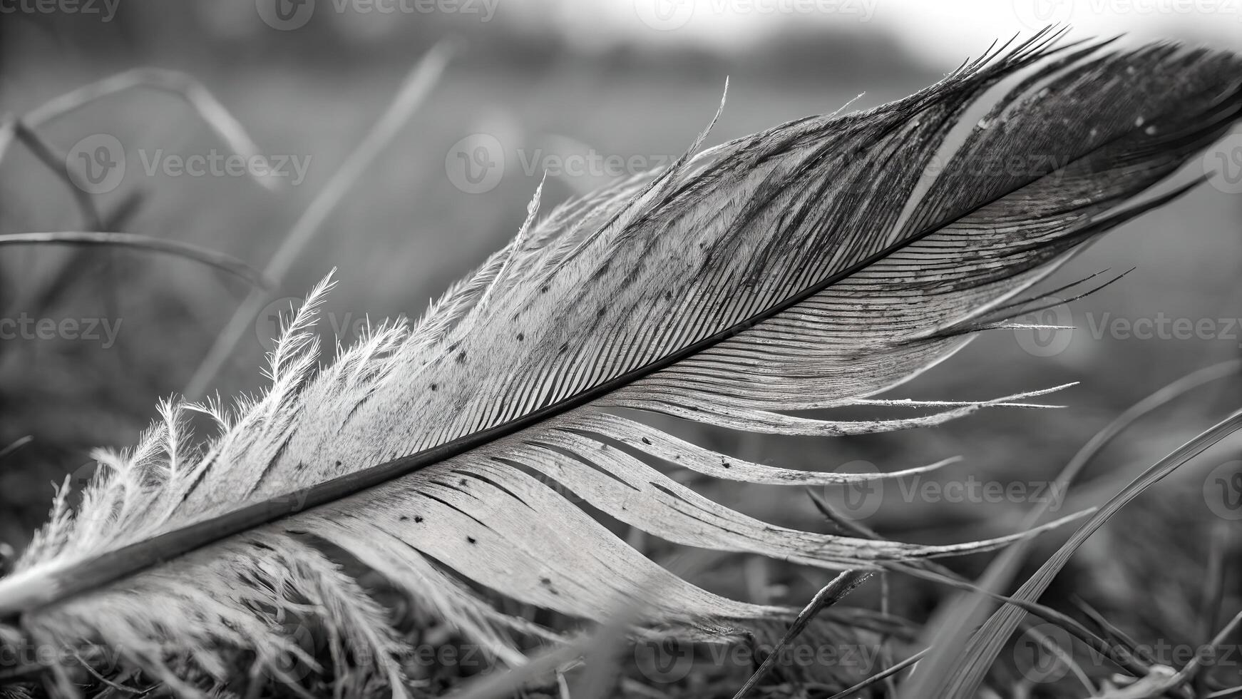 Delicate Feather Close-Up in Black and White for Nature Enthusiasts, Perfect for Designers Seeking High-Quality Bird Photography Elements photo