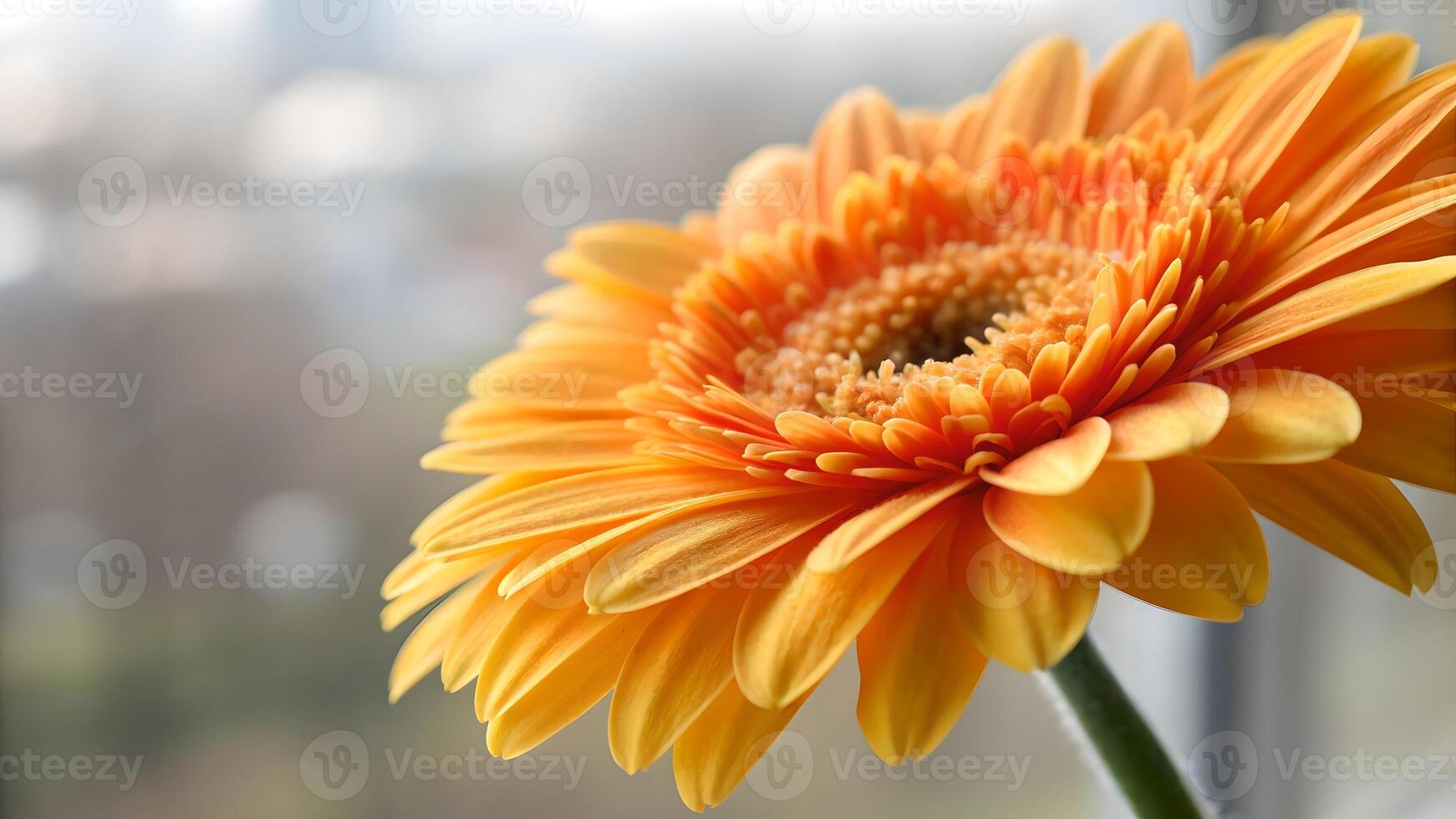 Vibrant Gerbera Daisy Close-Up by Window for Home Decor Enthusiasts Seeking Nature-Inspired Interior Design Elements photo