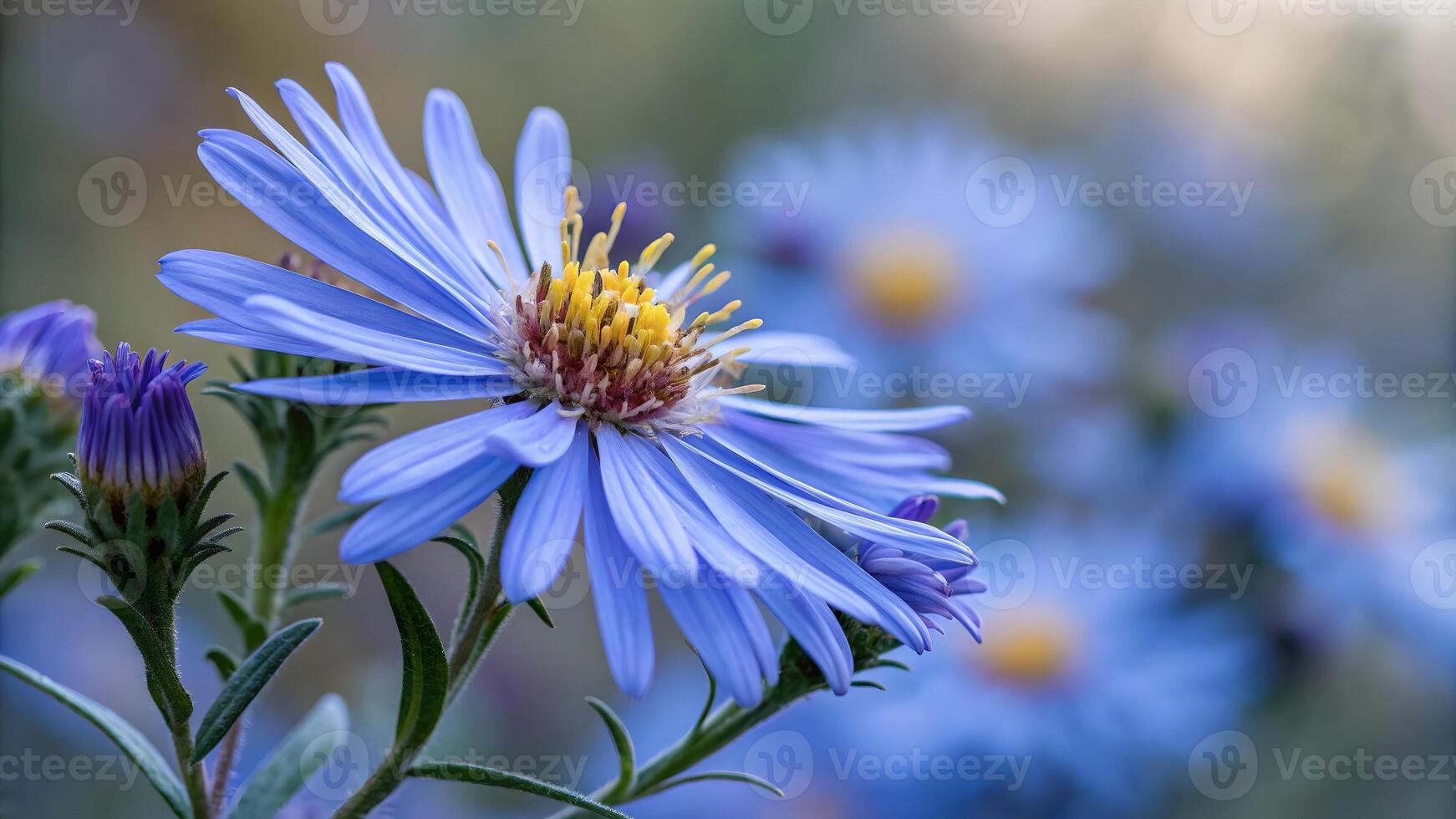 Blue Aster Flower Close-Up in Garden for Nature Lovers and Botanical Enthusiasts photo