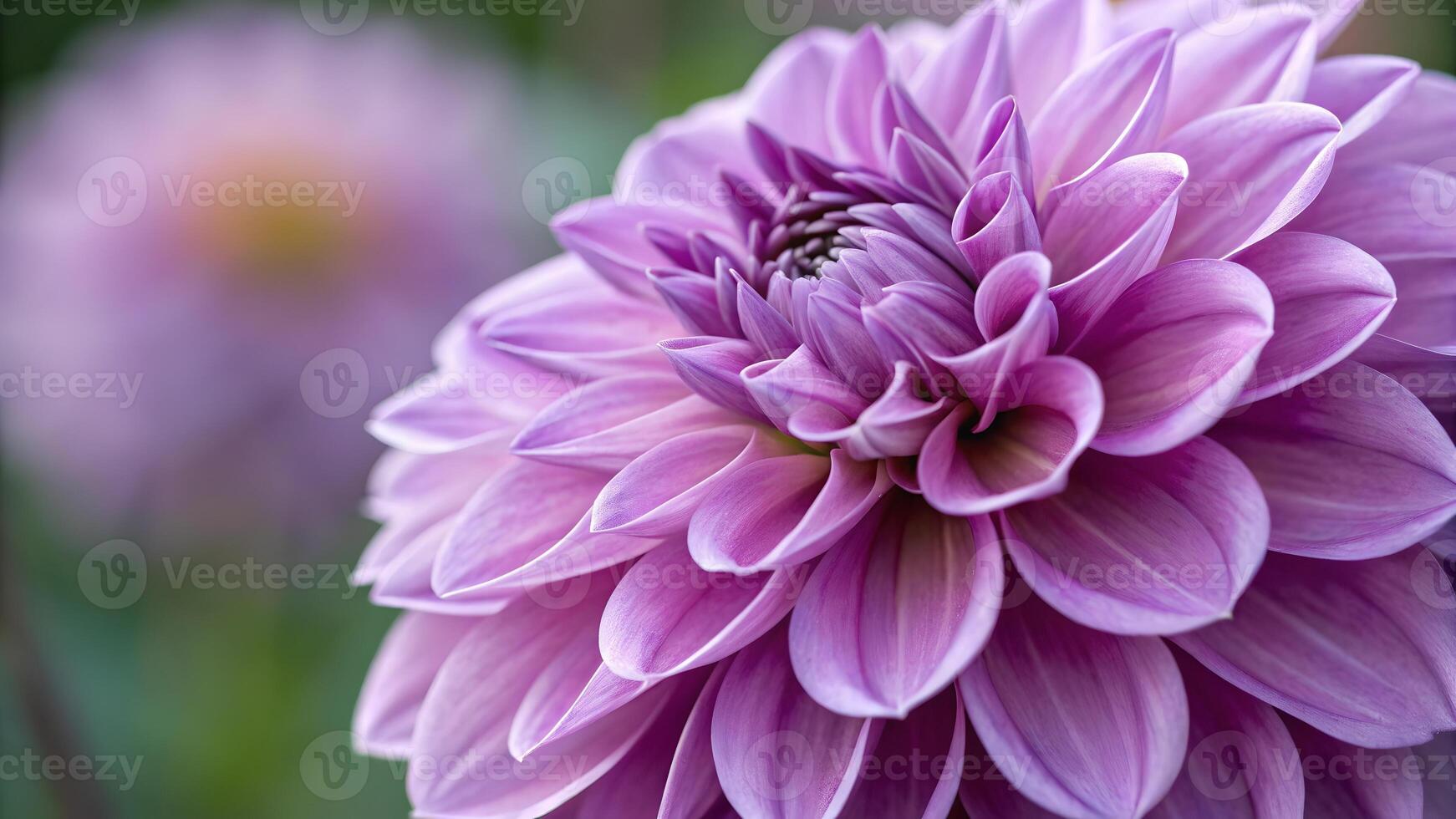Purple Dahlia Close-Up in Bloom for Nature Lovers and Floral Designers photo