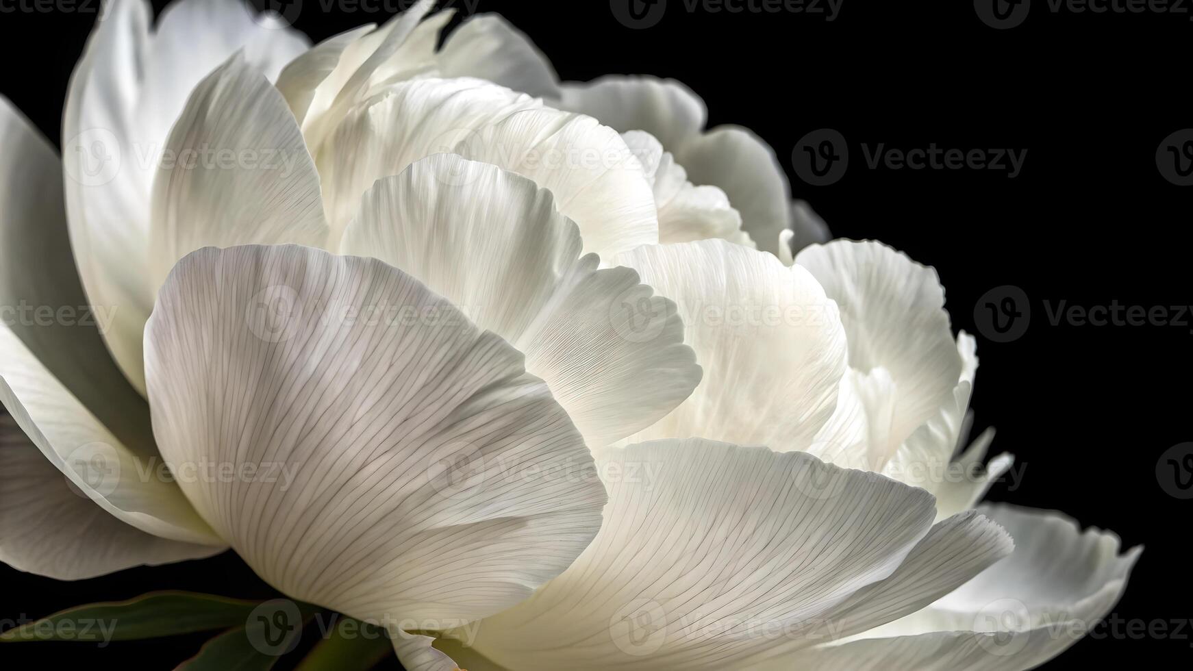 Elegant White Peony Close-Up on Dark Background for Nature Lovers and Floral Designers photo