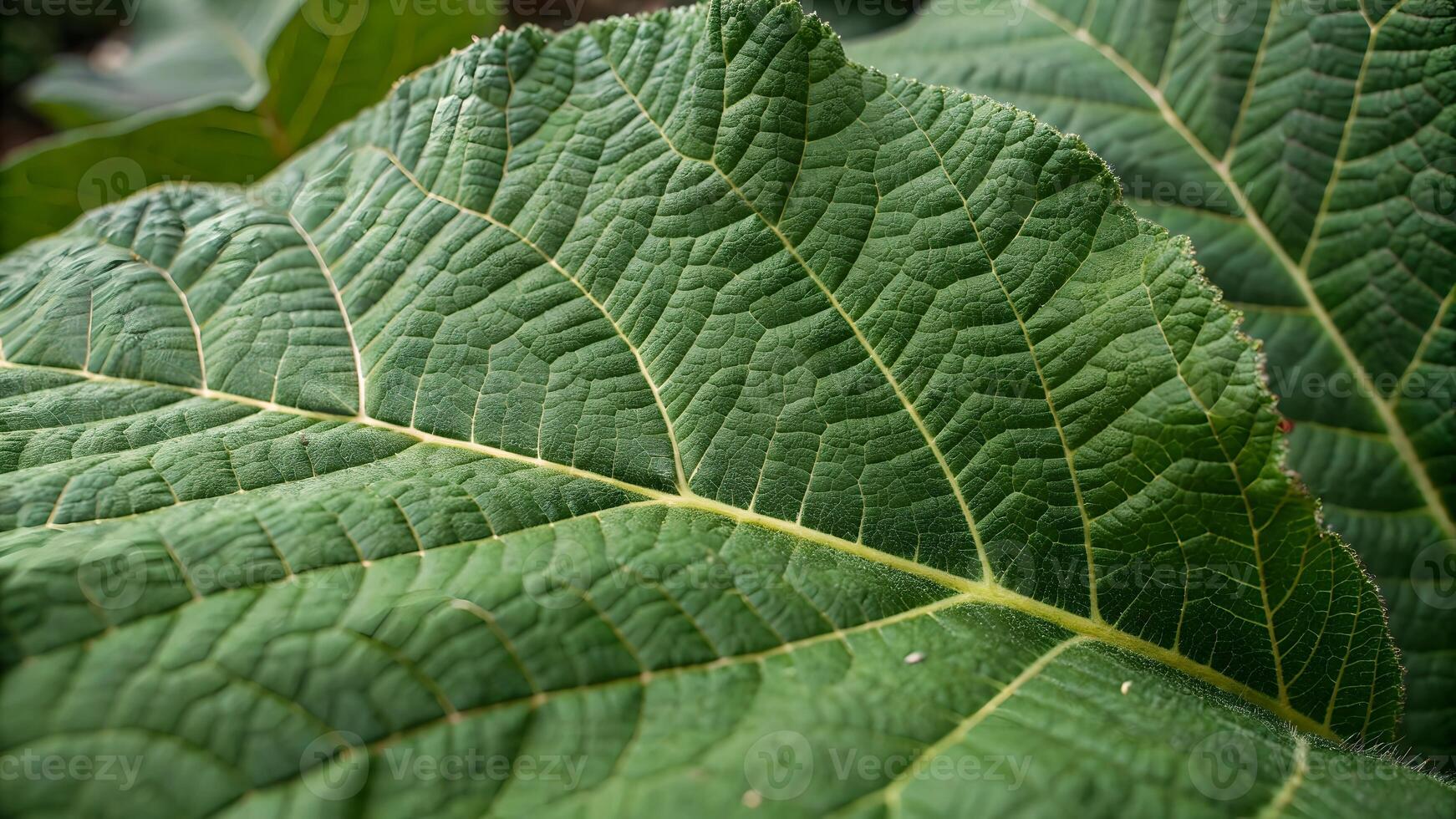 Close-up of vibrant green leaf showcasing intricate vein patterns in natural garden setting for nature enthusiasts and botanists exploring plant life and textures photo