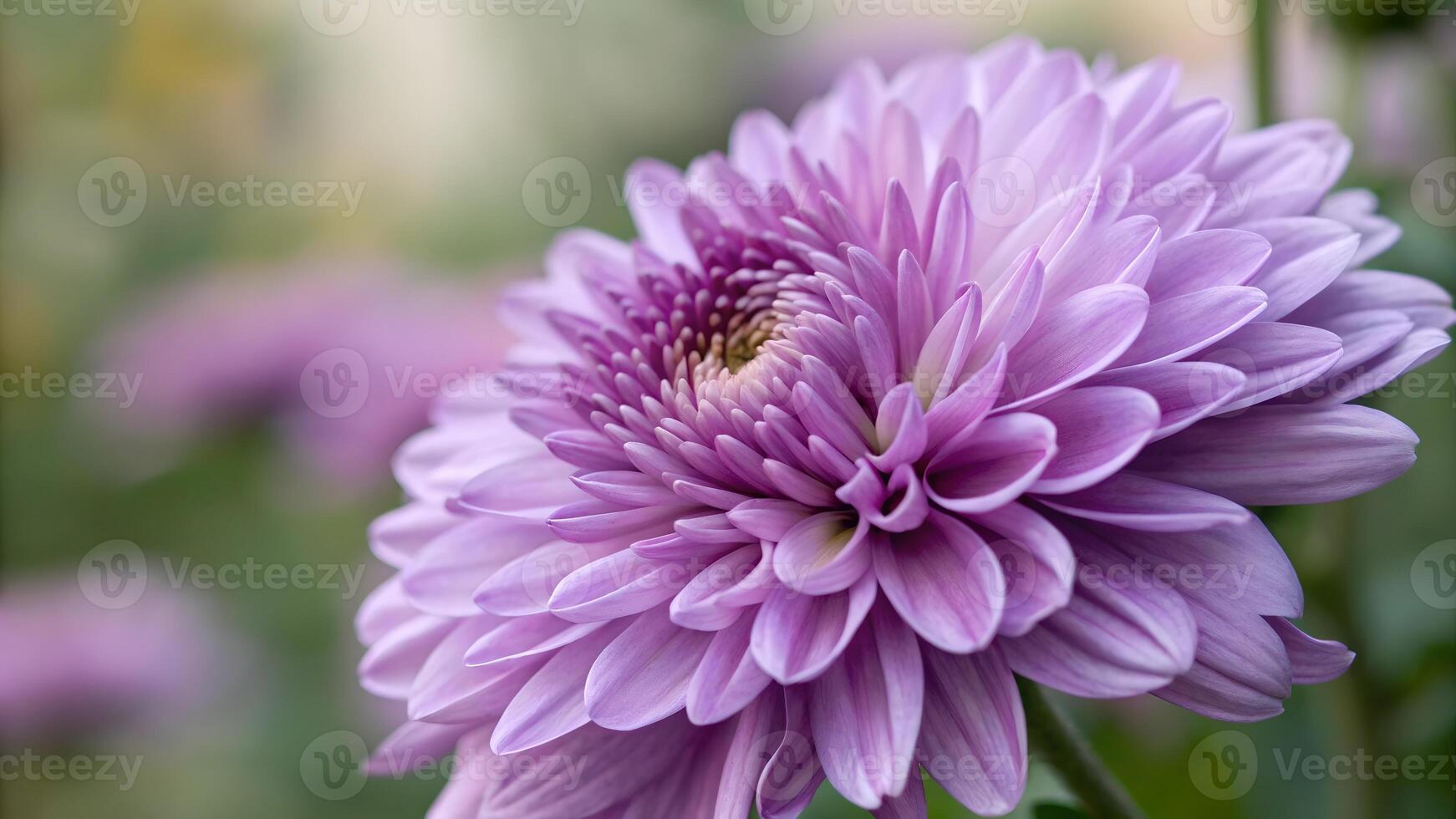 Purple Chrysanthemum Close-Up in Soft Focus for Nature Lovers and Floral Designers Seeking High-Quality Images of Beautiful Flowers for Their Projects photo