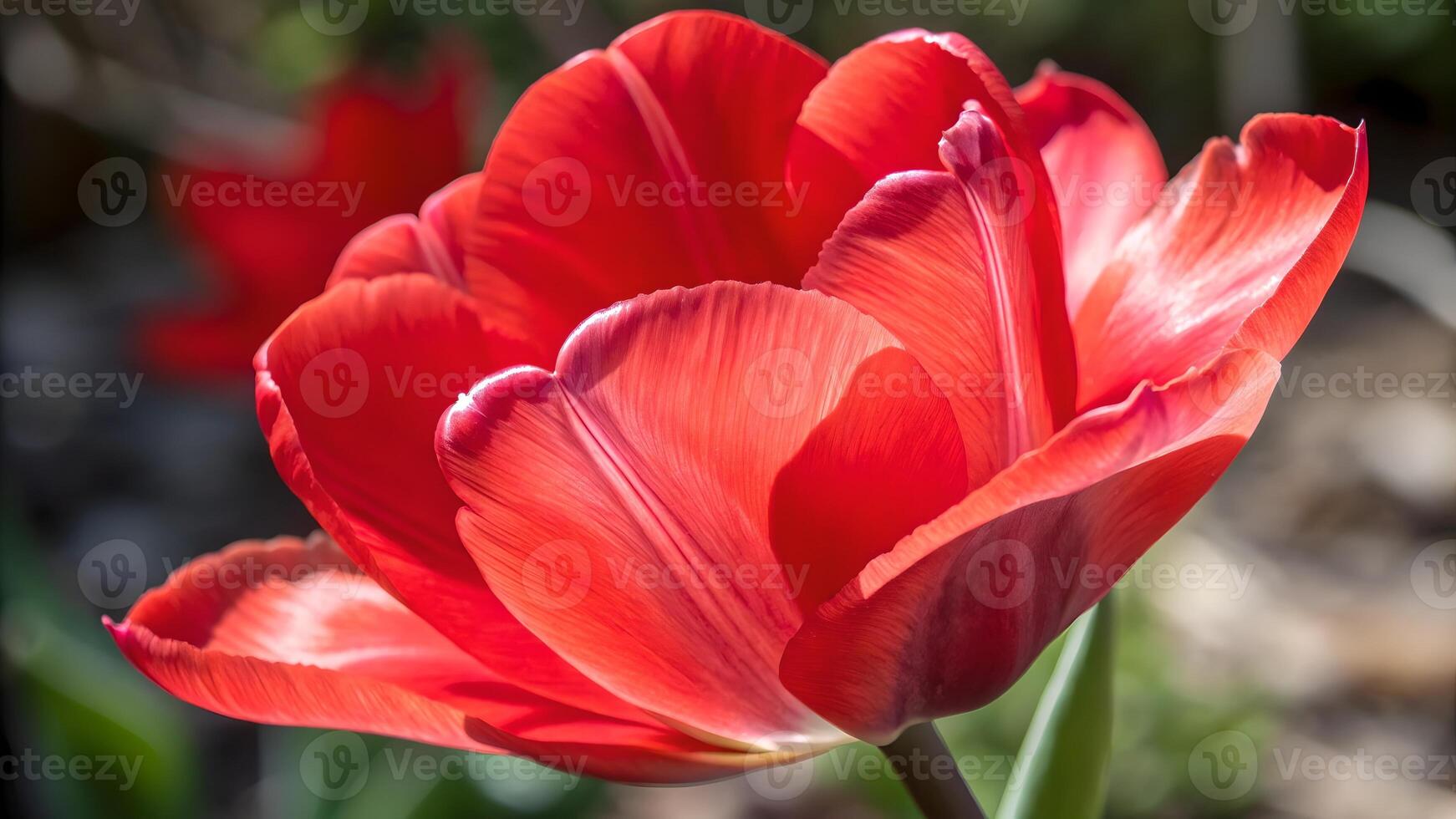 Vibrant red tulip in full bloom captured in a serene garden setting, perfect for nature enthusiasts and floral photographers seeking stunning botanical imagery. photo