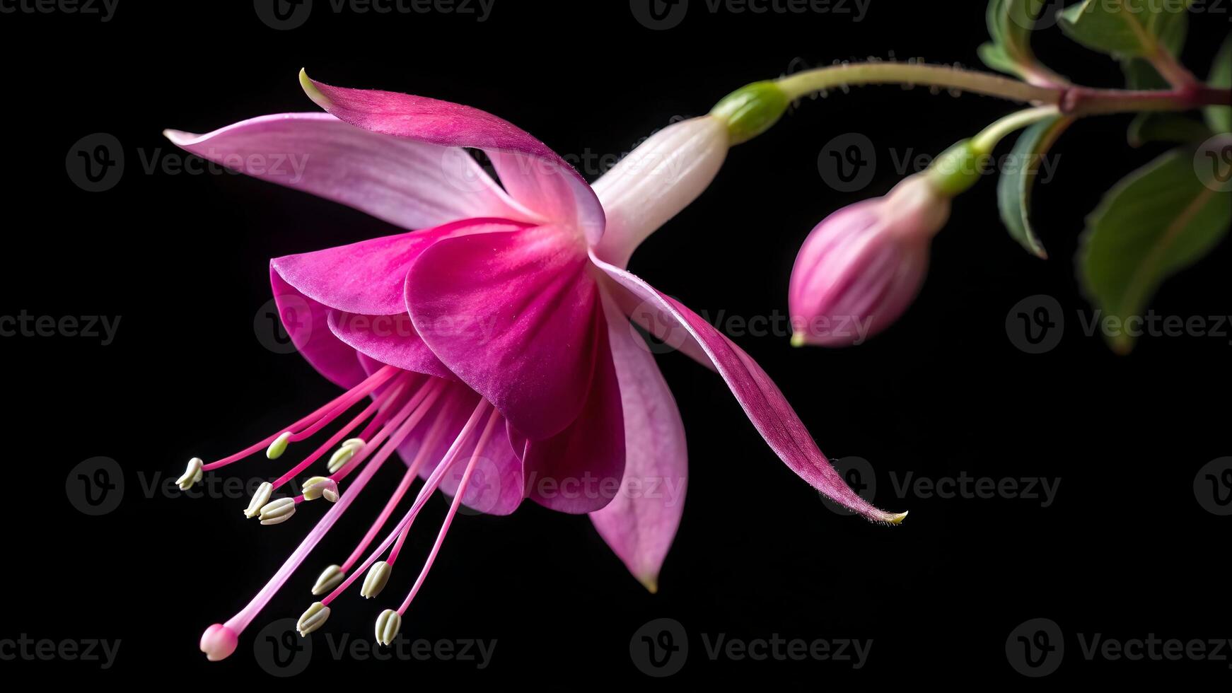 Vibrant Fuchsia Flower Close-Up on Dark Background for Nature Enthusiasts and Botanical Garden Designers photo