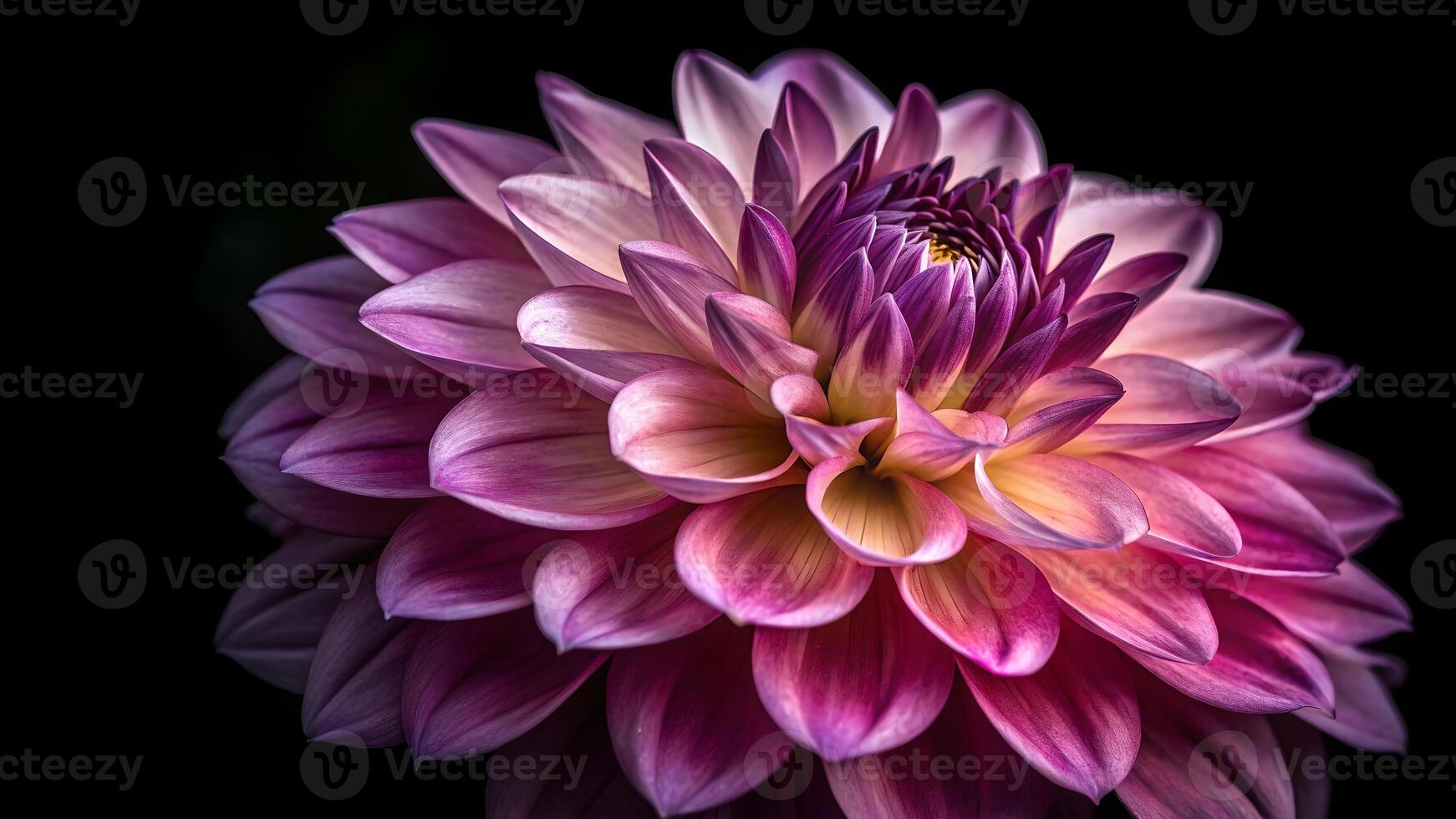 Vibrant Dahlia Flower Close-Up on Dark Background for Nature Lovers and Floral Designers Seeking High-Quality Botanical Photography photo