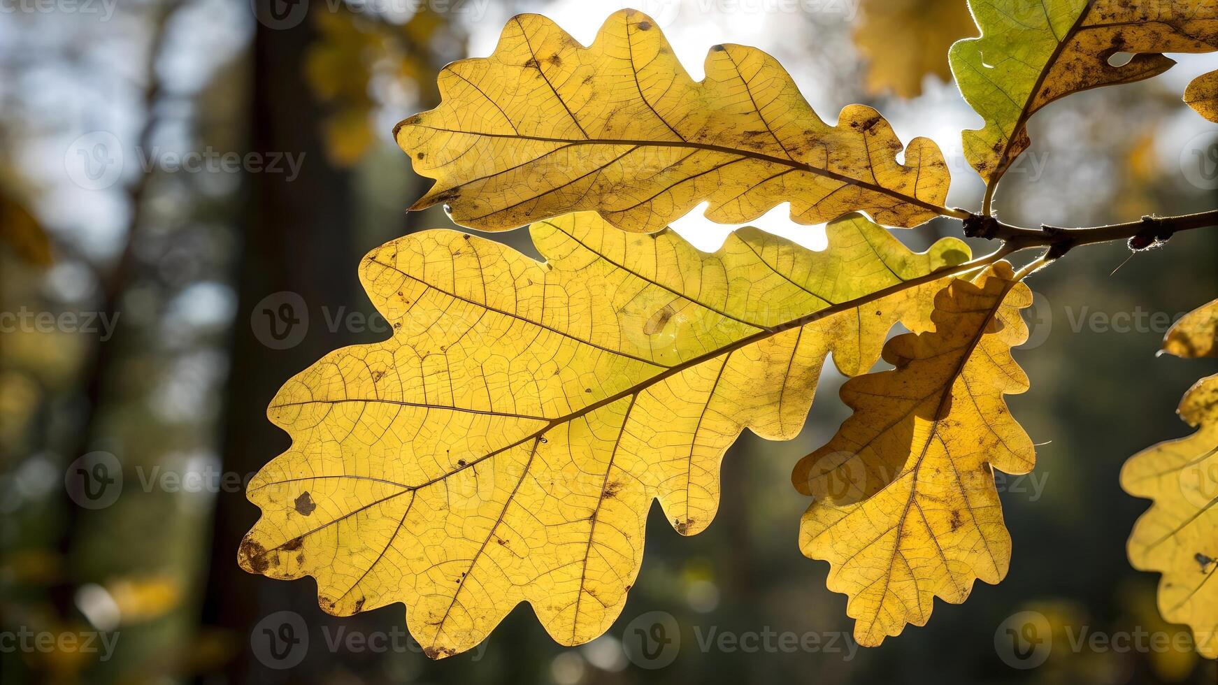 Golden Oak Leaves Backlit by Sunlight in Forest for Nature Lovers and Photography Enthusiasts photo