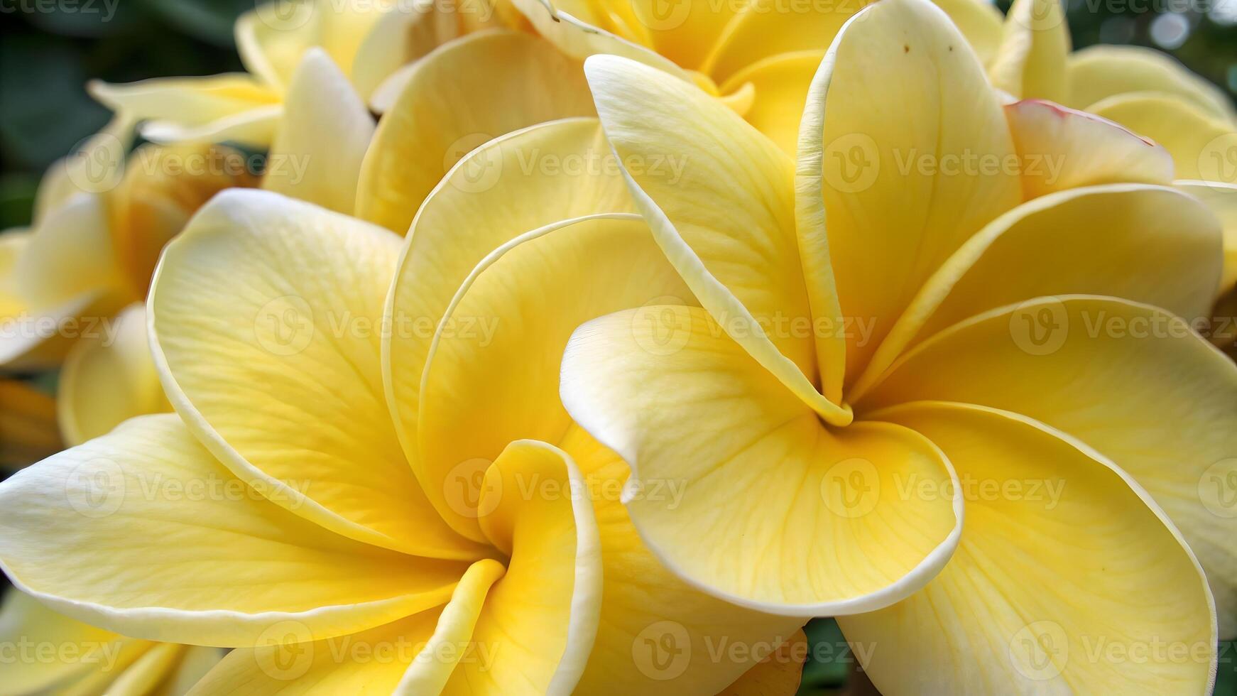Beautiful Yellow Plumeria Flowers in Full Bloom for Nature Lovers and Gardeners Seeking Vibrant Floral Photography photo
