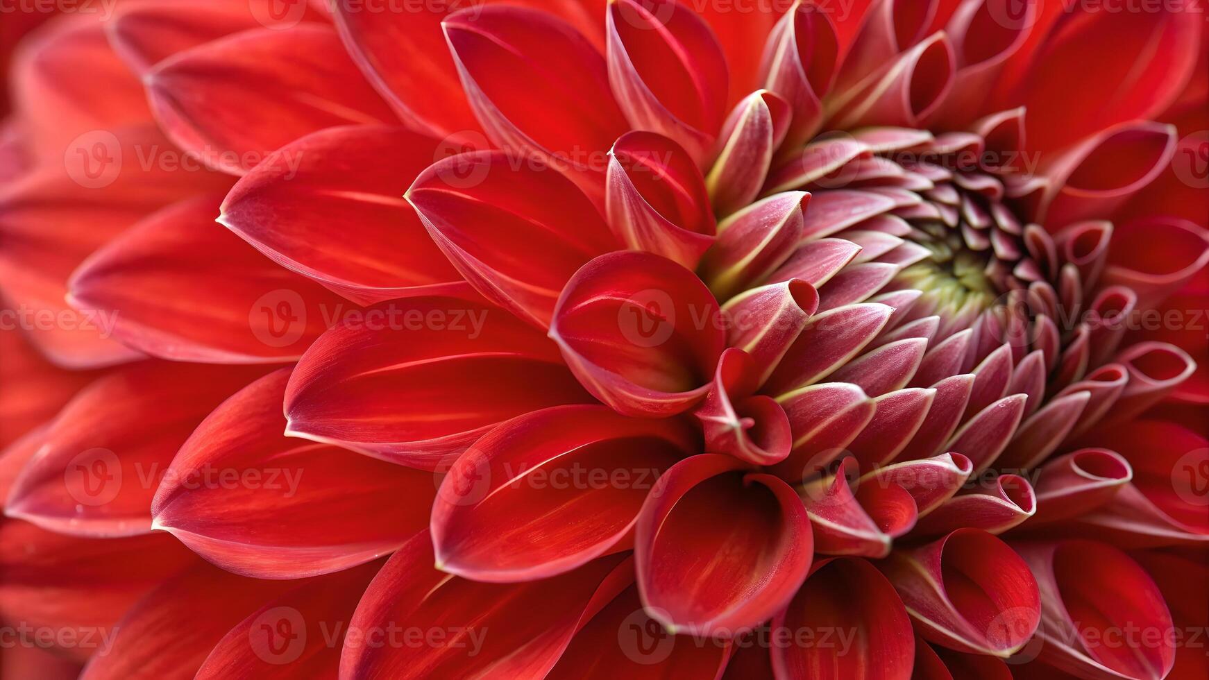 Vibrant Red Dahlia Close-Up Photography for Nature Lovers and Floral Designers, Stunning Petals in Full Bloom, Perfect for Garden Enthusiasts and Botanical Artists photo