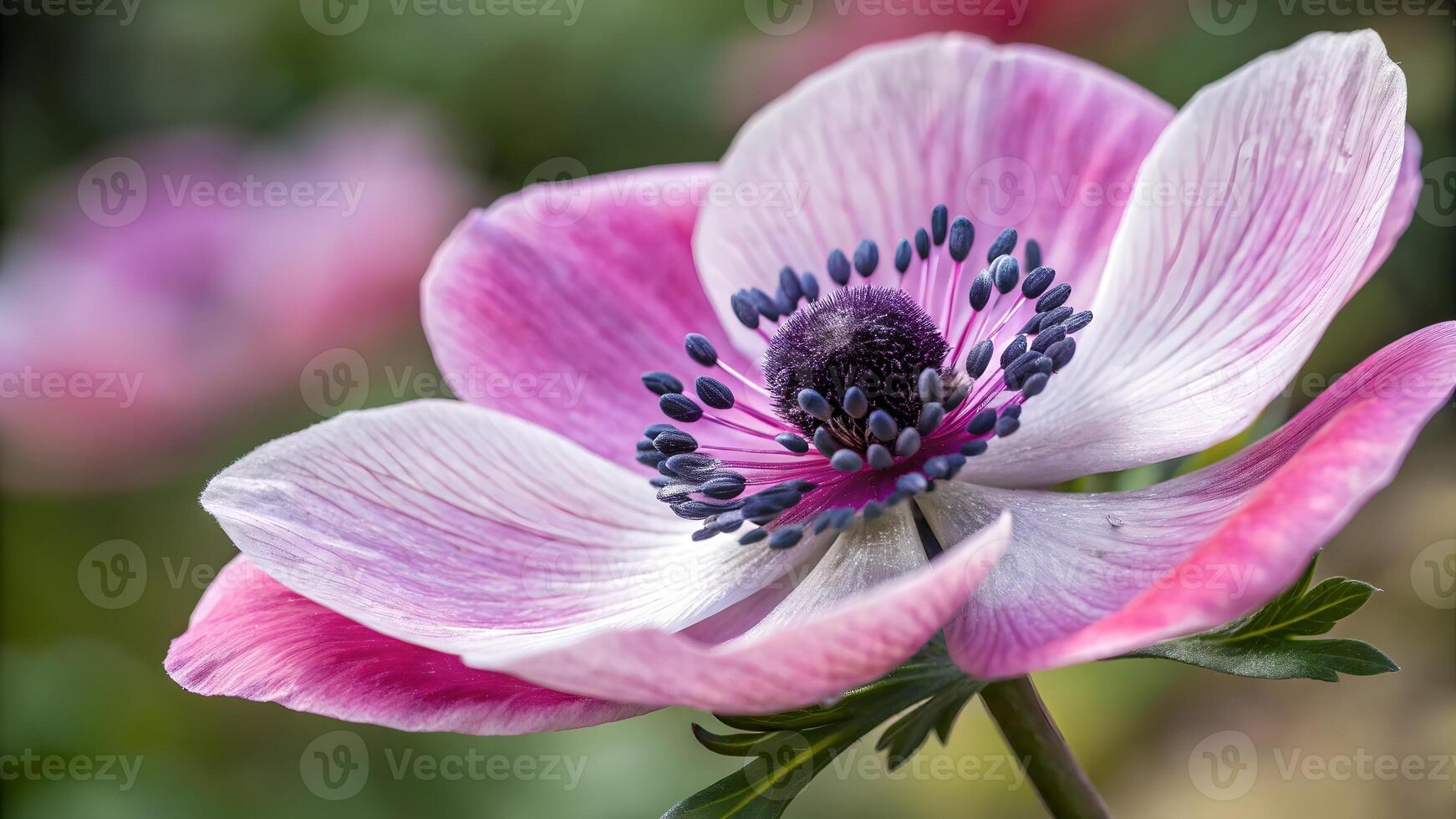 Delicate pink anemone flower in full bloom for nature enthusiasts and gardeners seeking stunning floral photography for their projects photo