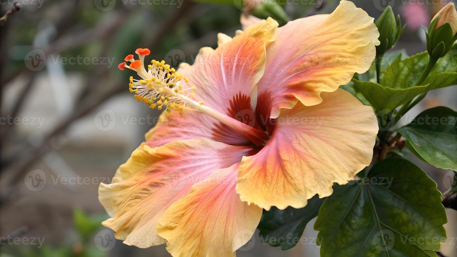 Vibrant Hibiscus Flower Close-Up in Garden for Nature Lovers and Botanical Enthusiasts photo