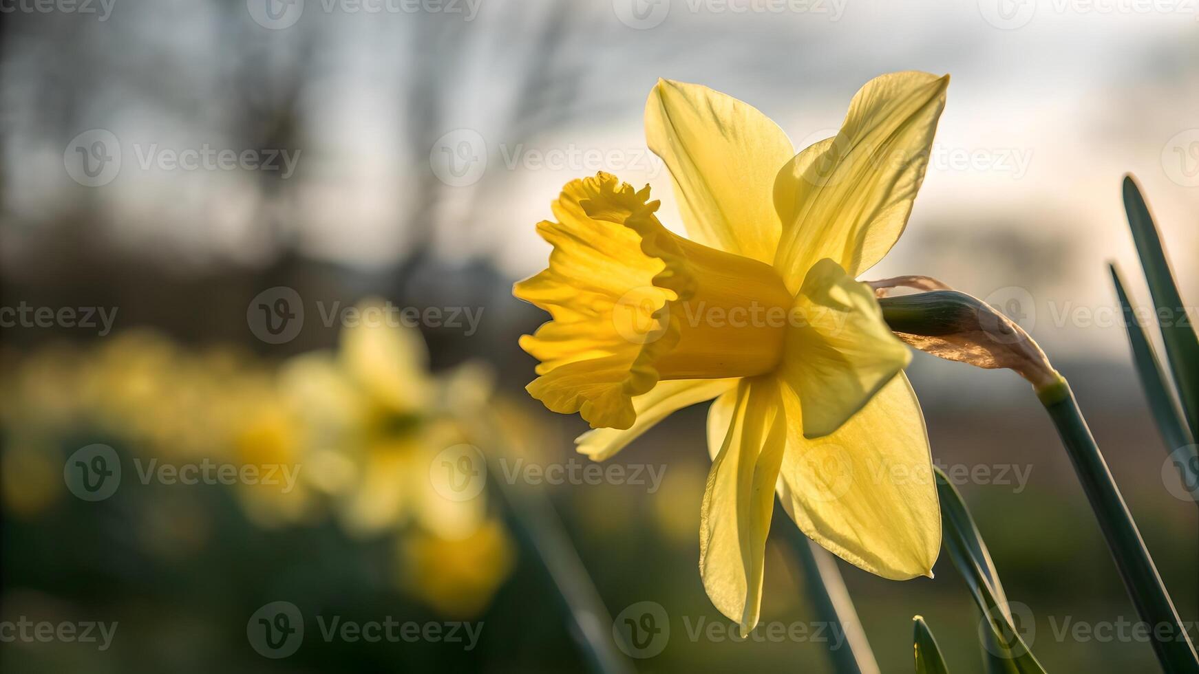 Daffodil flower in full bloom captured in a serene garden setting, perfect for nature enthusiasts and floral photographers seeking high-quality images for their projects. photo