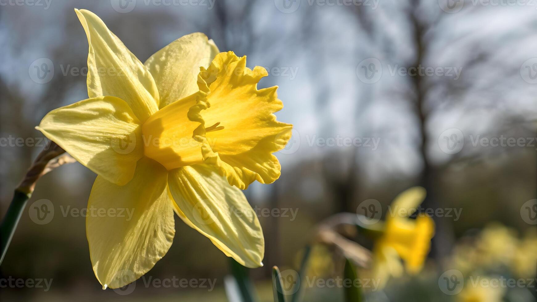 Vibrant Yellow Daffodil in Bloom Against Blue Sky for Nature Lovers and Springtime Photography Enthusiasts photo