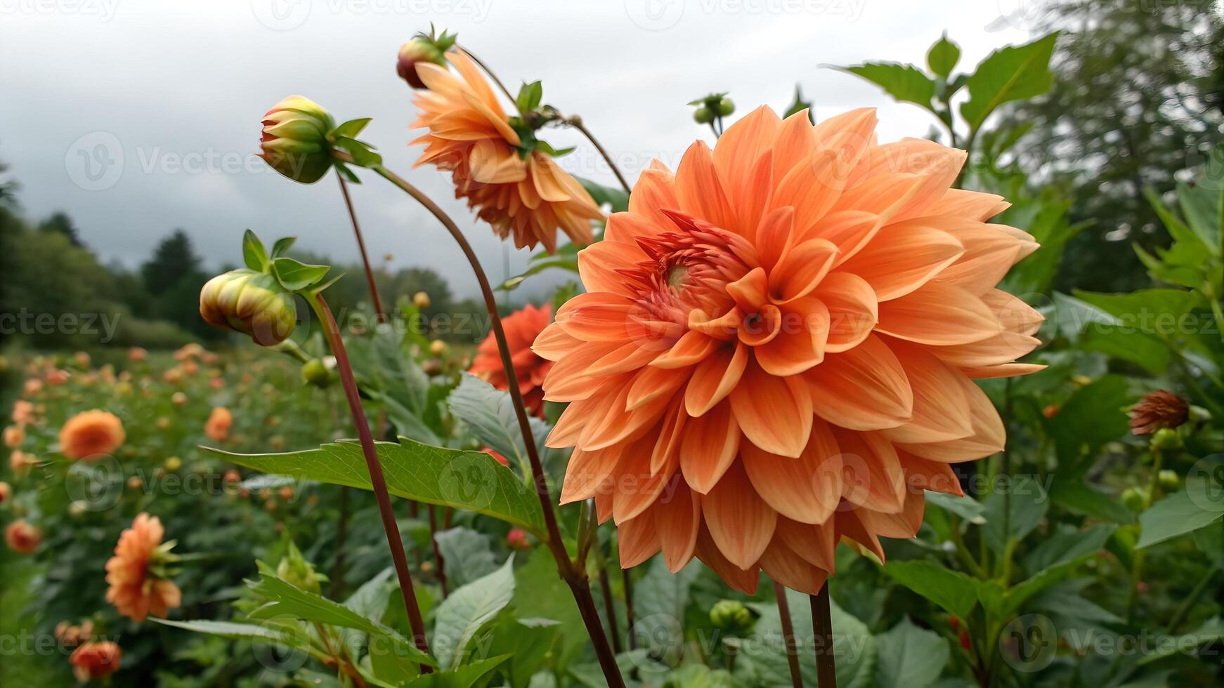 Vibrant Orange Dahlia Flower in Bloom Amidst Lush Garden for Nature Enthusiasts and Floral Designers Seeking Stunning Botanical Imagery photo