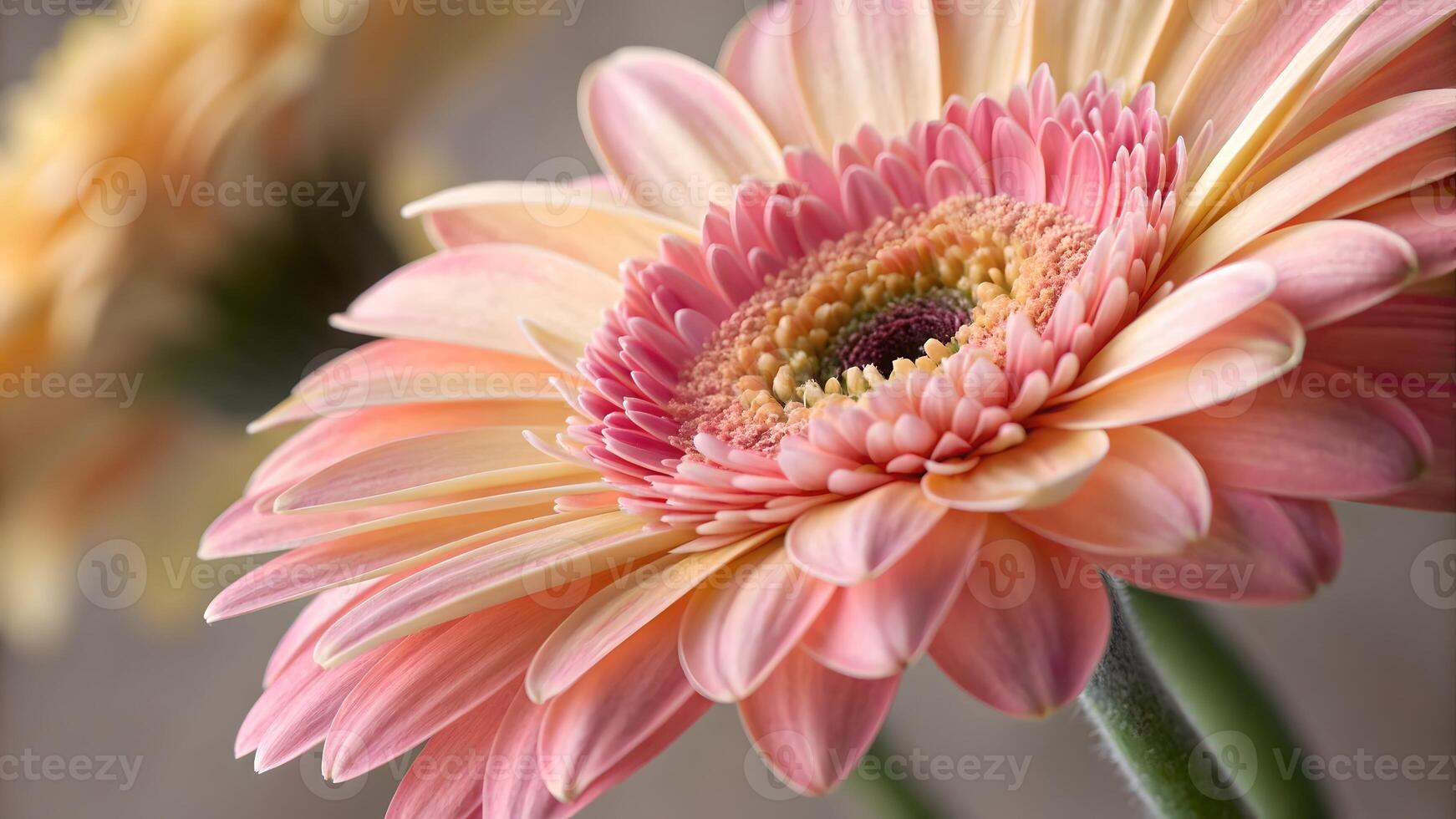 Beautiful Gerbera Daisy Close-Up in Soft Lighting for Nature Lovers and Floral Designers photo