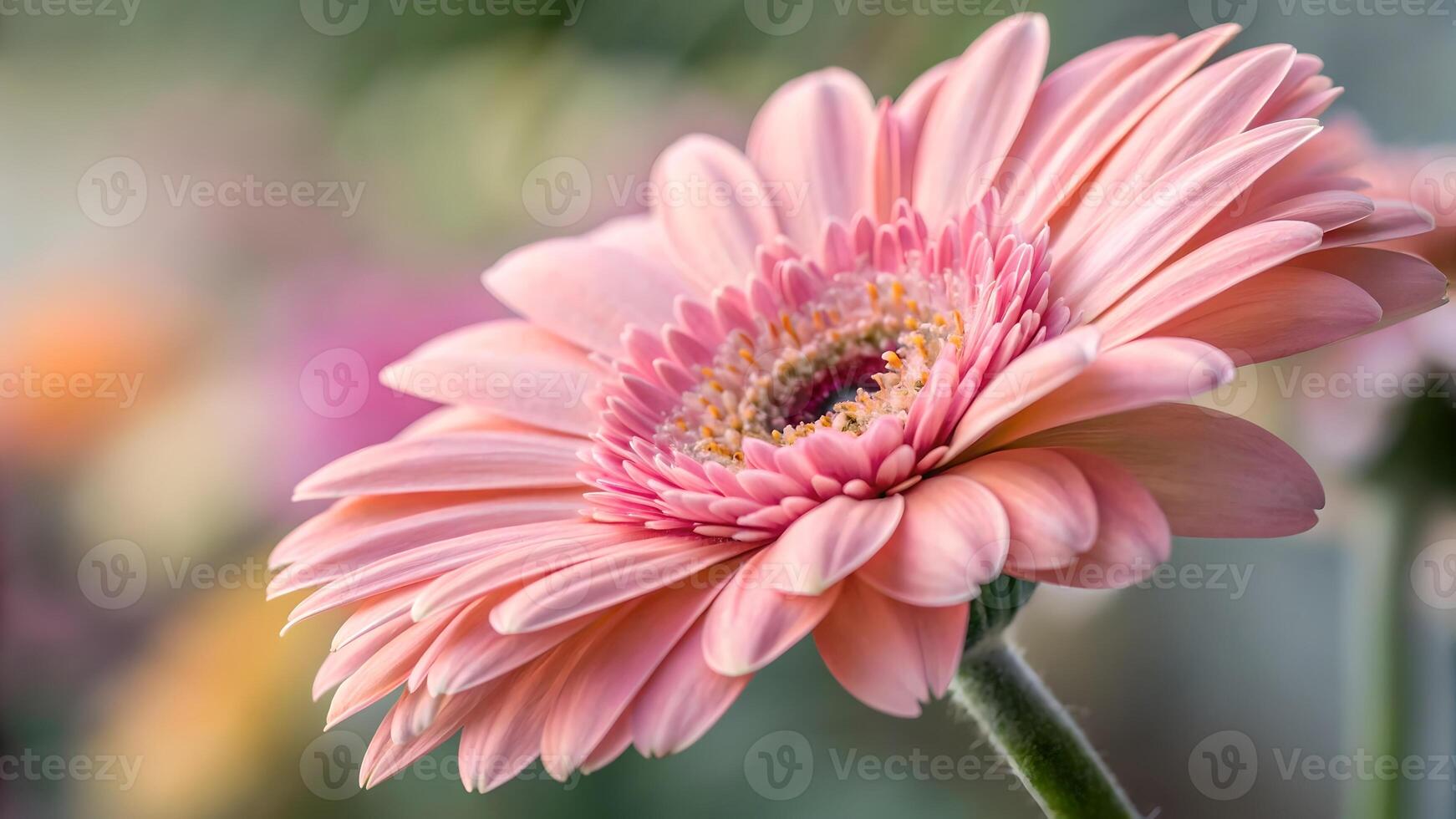 Pink Gerbera Daisy Close-Up in Soft Light for Nature Lovers and Floral Designers photo