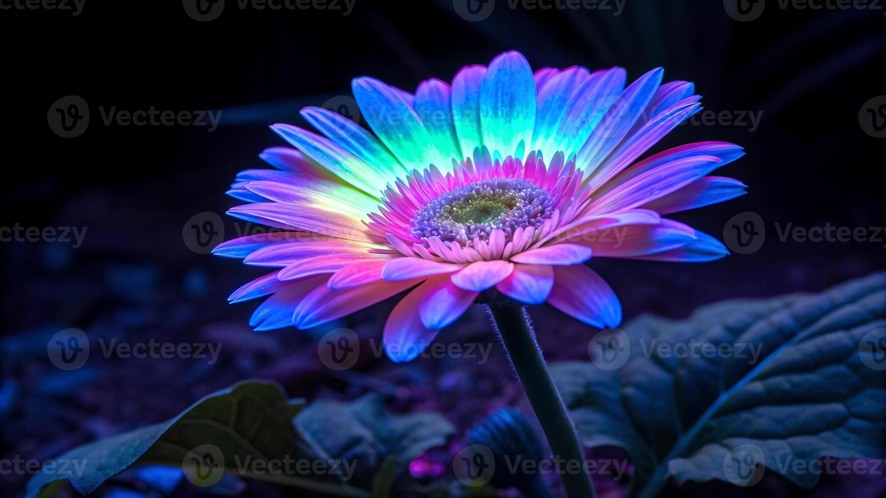 Vibrant Gerbera Daisy in Neon Glow for Creative Designers and Nature Enthusiasts, Perfect for Artistic Projects and Botanical Illustrations photo