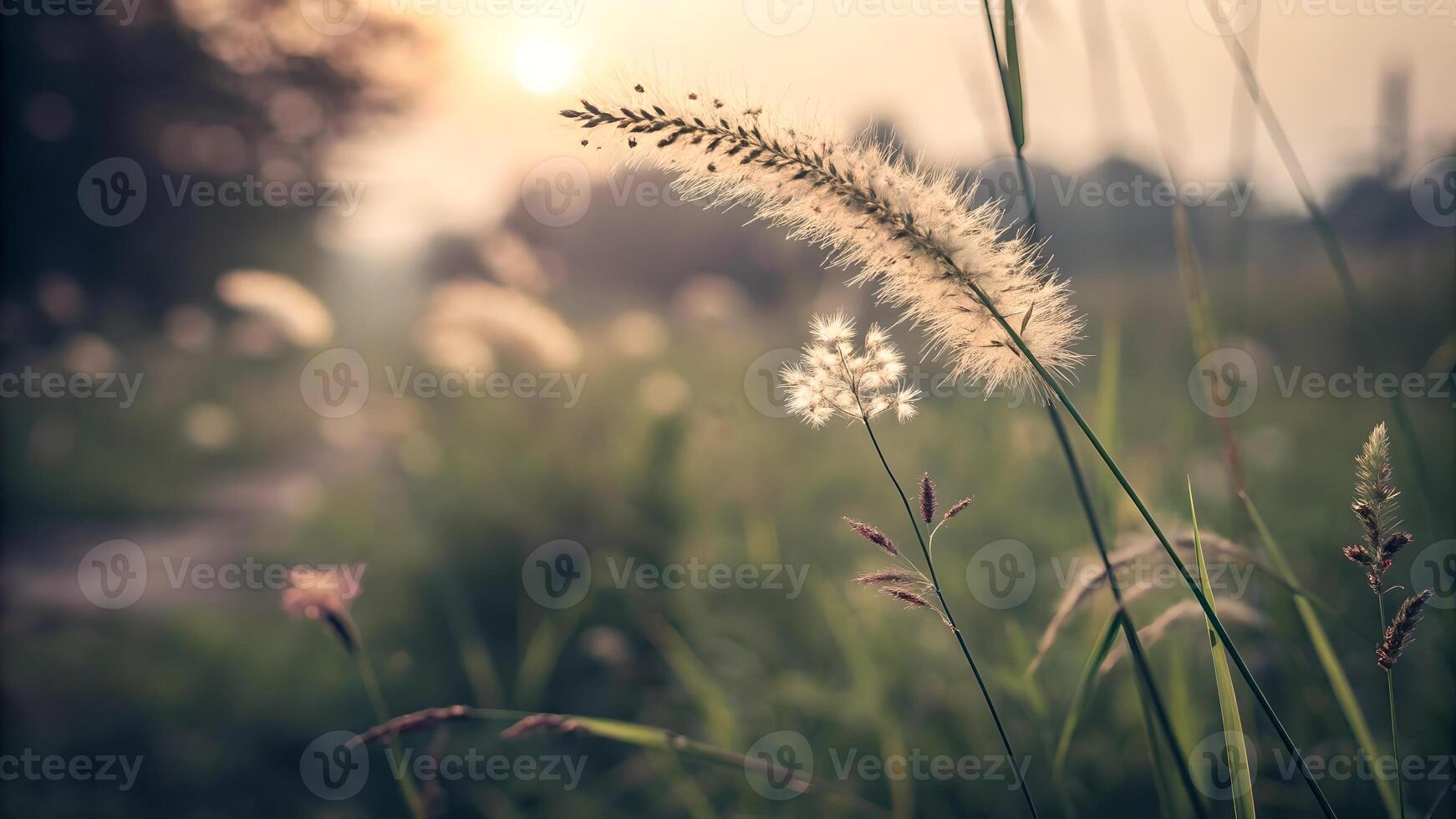 Sunlit grasses glowing in serene meadow scene for nature enthusiasts and photographers seeking tranquil outdoor backgrounds with soft light and bokeh effects to enhance their projects. photo
