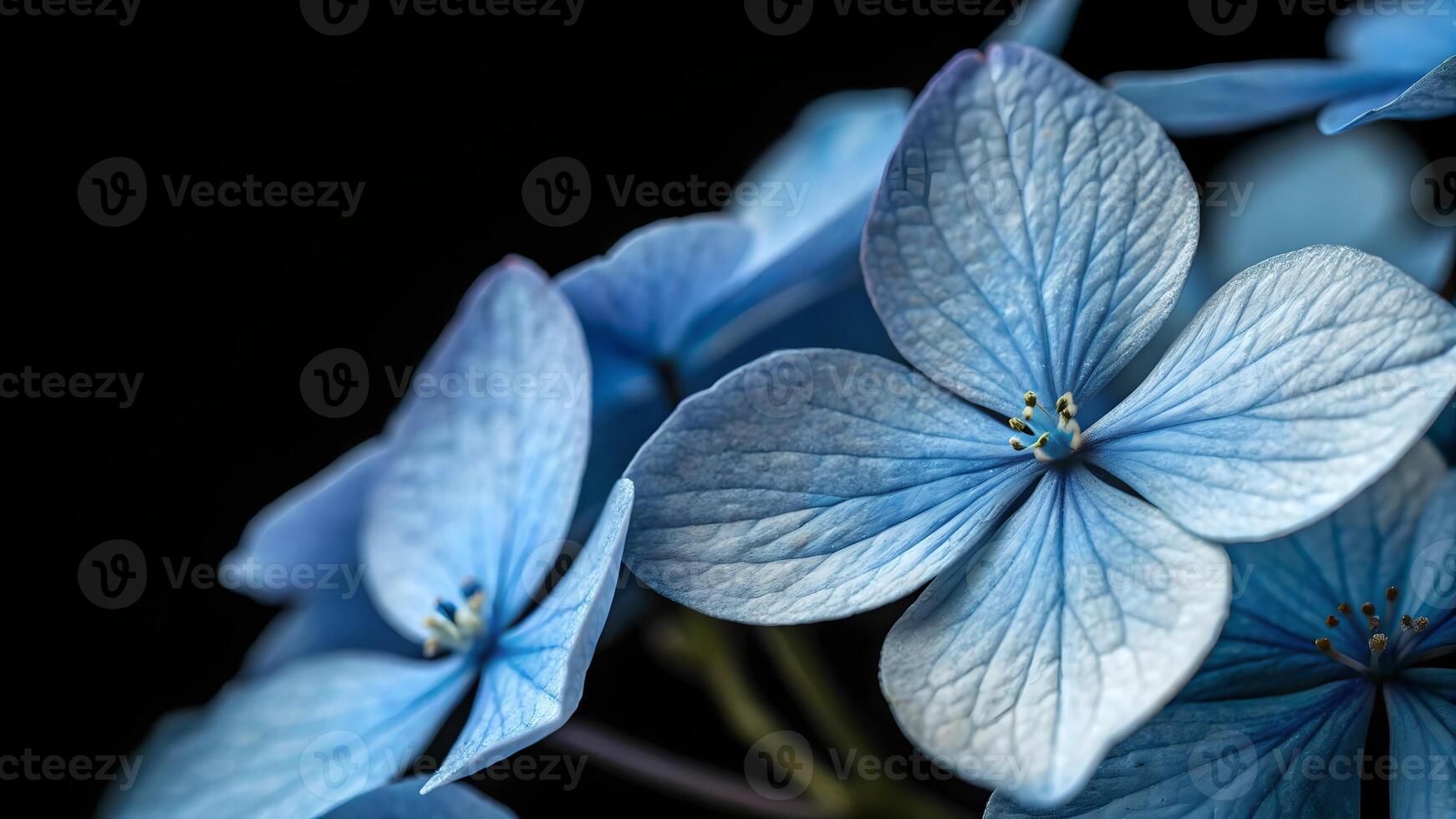 Blue Hydrangea Flowers Stunning Macro Photography for Nature Lovers and Designers photo