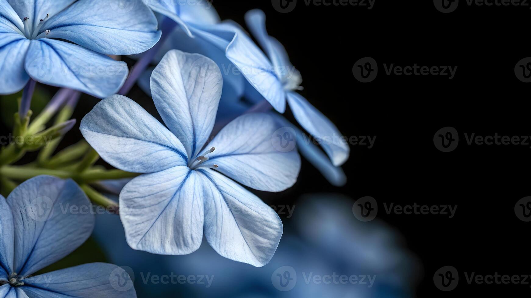 Blue Plumeria Flowers Stunning Macro Photography for Nature Lovers and Designers Seeking High-Quality Floral Images with Dark Backgrounds to Enhance Their Creative Projects photo