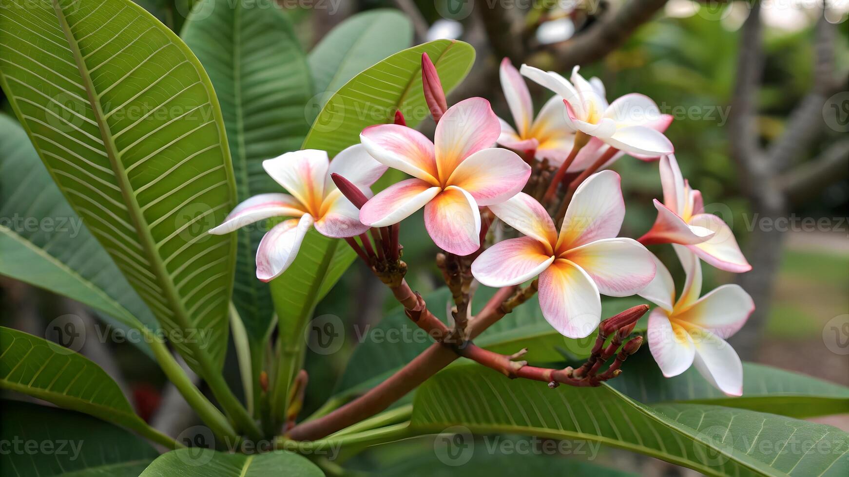 Beautiful Plumeria Flowers in Full Bloom on Lush Green Tree for Nature Enthusiasts and Gardeners Seeking Vibrant Floral Photography photo