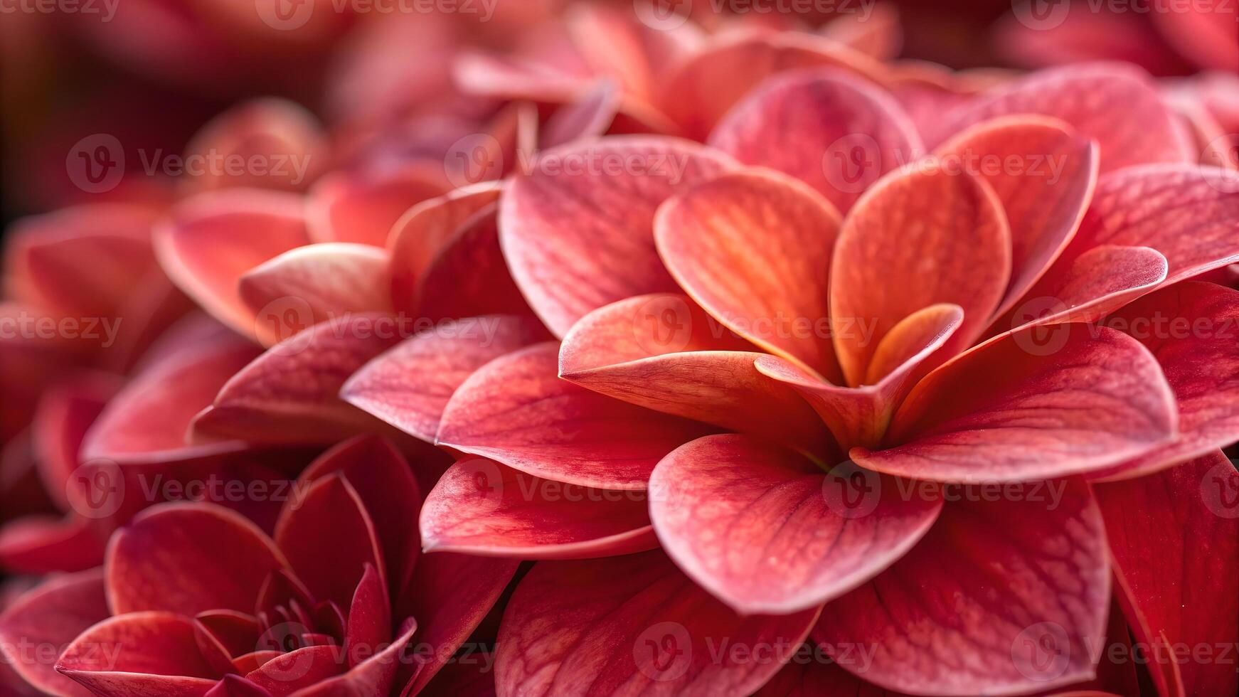 Vibrant Red Succulent Close-Up Macro Photography for Nature Enthusiasts and Gardeners Seeking High-Quality Botanical Images for Websites, Blogs, and Social Media Content photo