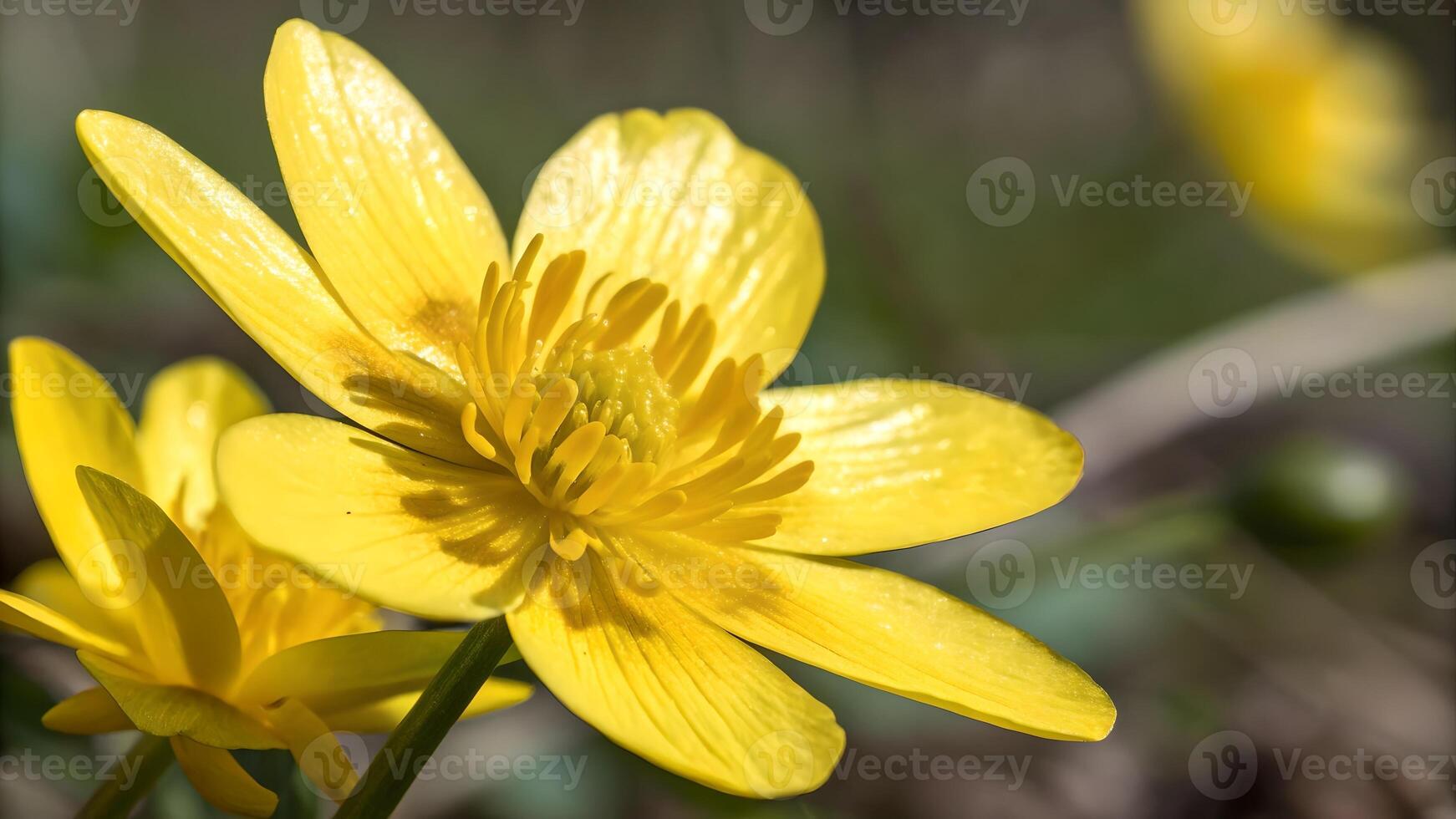 Vibrant Yellow Flower Close-Up in Natural Garden for Nature Enthusiasts and Botanical Researchers Seeking High-Quality Floral Photography photo