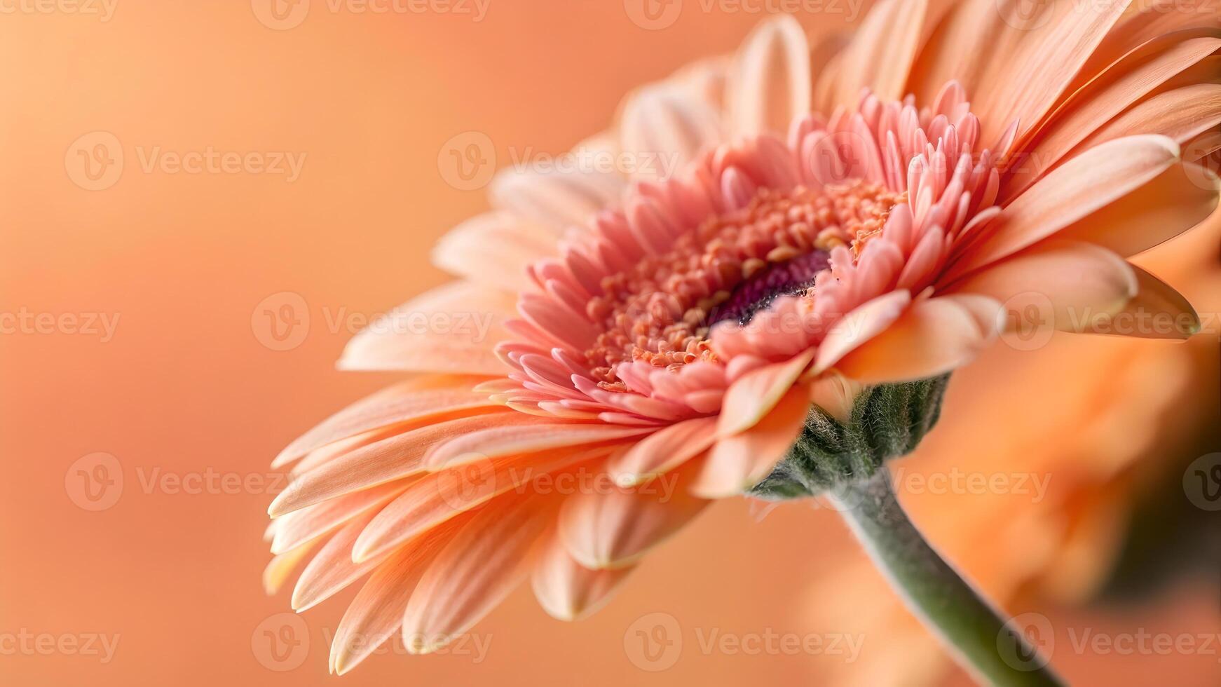 Beautiful Gerbera Daisy Close-Up in Soft Orange Background for Nature Lovers and Floral Designers Seeking High-Quality Images for Their Projects photo