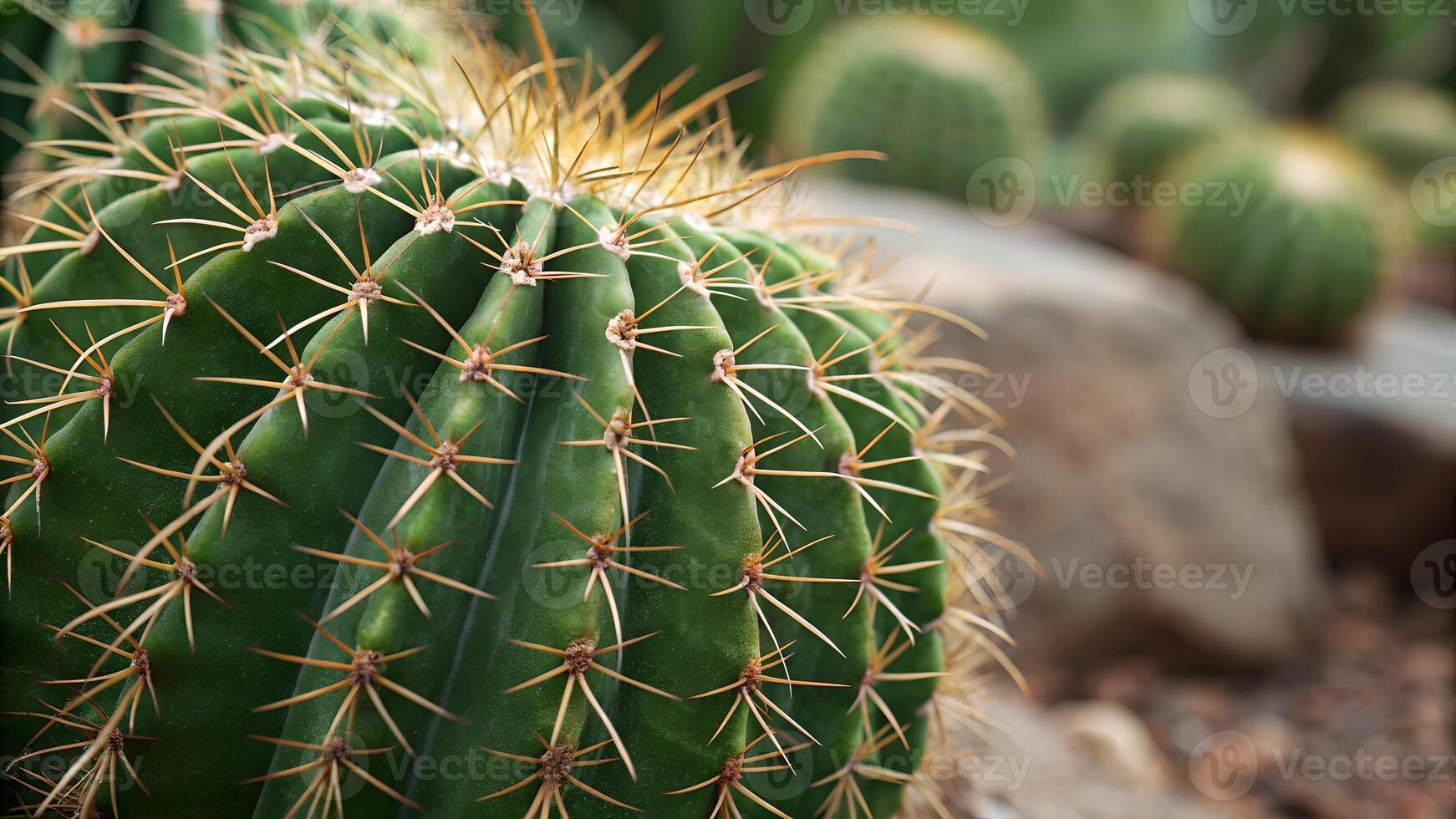 Cactus Plant with Sharp Spines in Desert Garden for Nature Enthusiasts and Botanical Designers photo