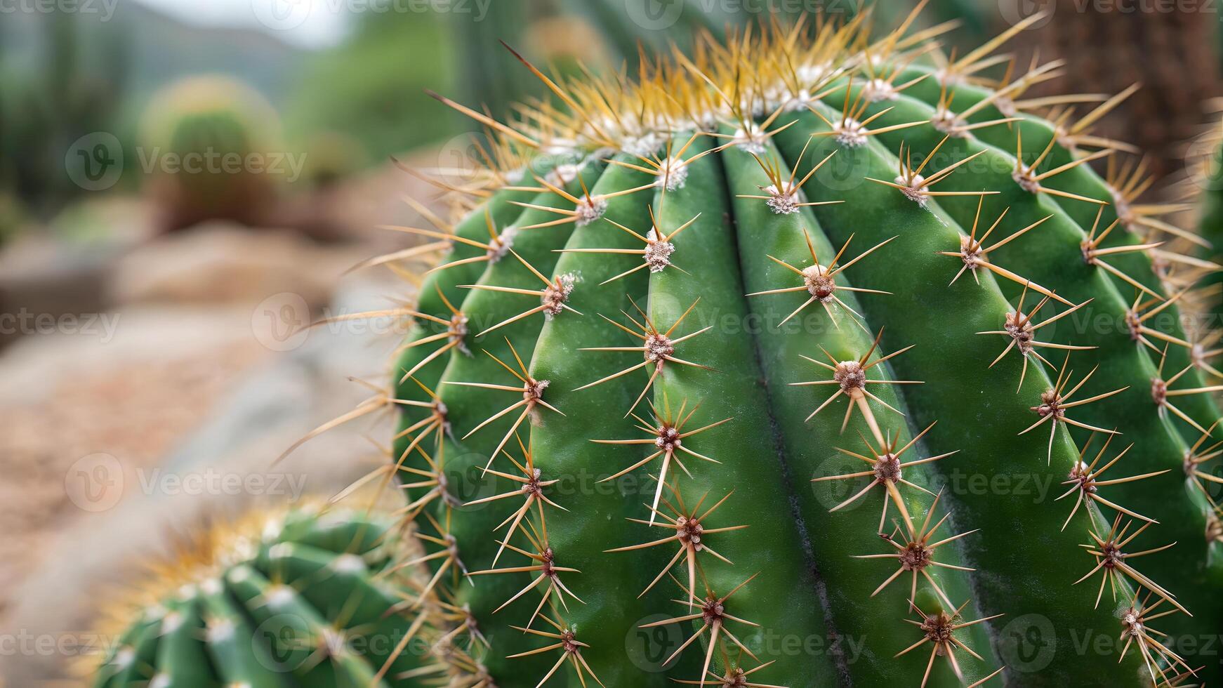 Cactus plant with sharp spines in desert landscape for nature enthusiasts and gardeners seeking unique botanical photography photo