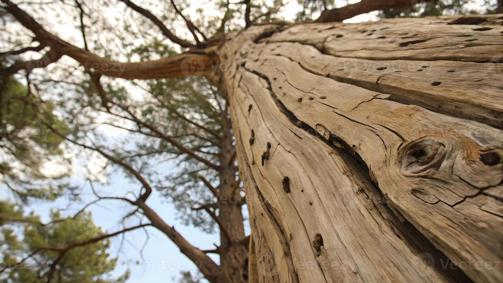 Ancient Tree Trunk Detailed Texture in Forest for Nature Lovers and Photography Enthusiasts photo