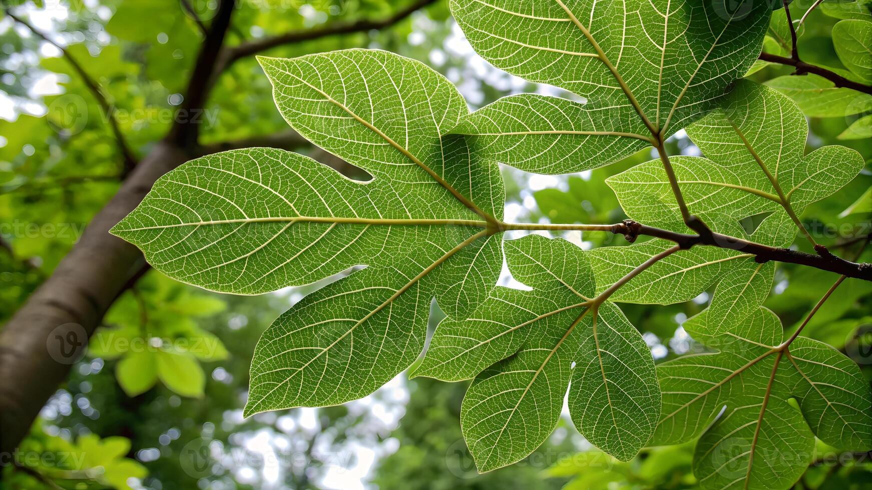 Green leaves with intricate veins in a forest setting for nature enthusiasts and photographers. photo