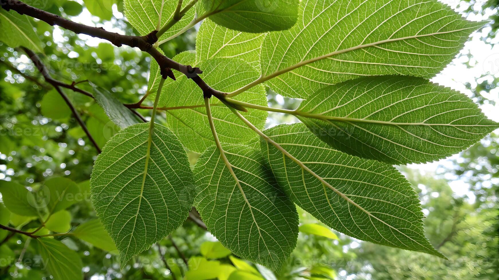 Green leaves with intricate veins in a forest setting for nature enthusiasts and photographers photo
