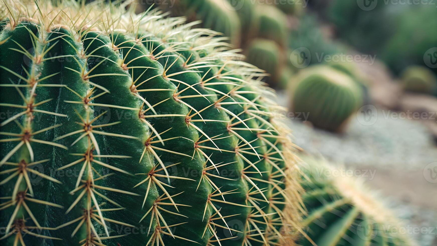 Cactus plant with sharp spines in desert garden for nature enthusiasts and botany students exploring unique flora of arid regions photo