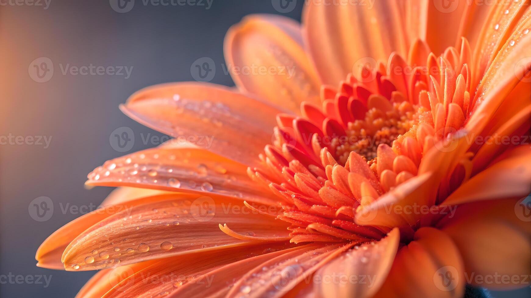 Vibrant Orange Gerbera Daisy Close-Up with Dew Drops for Nature Lovers and Floral Designers Seeking High-Quality Stock Images for Websites, Blogs, and Social Media Content photo