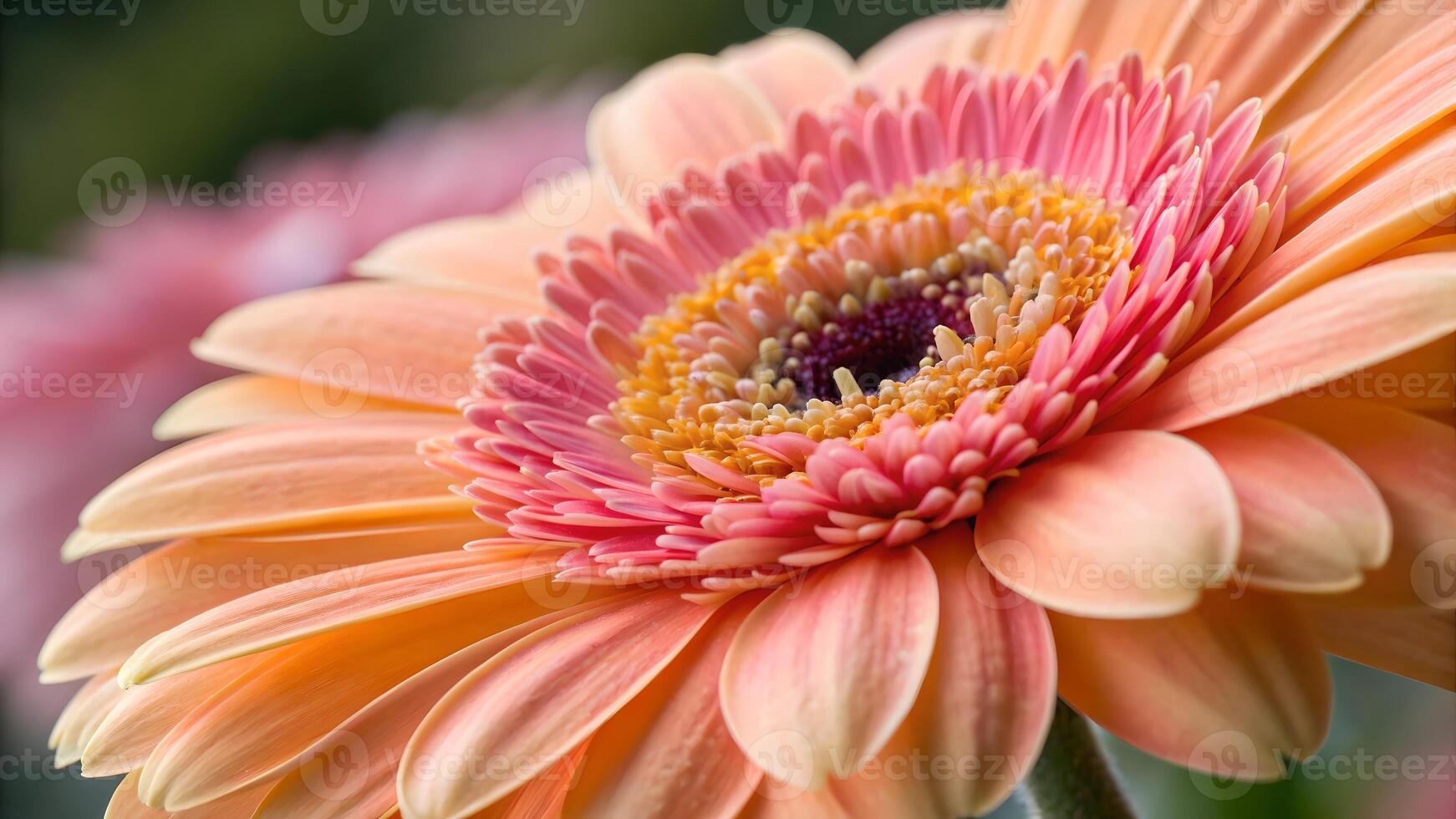Vibrant Gerbera Daisy Close-Up in Soft Light for Nature Lovers and Floral Designers photo