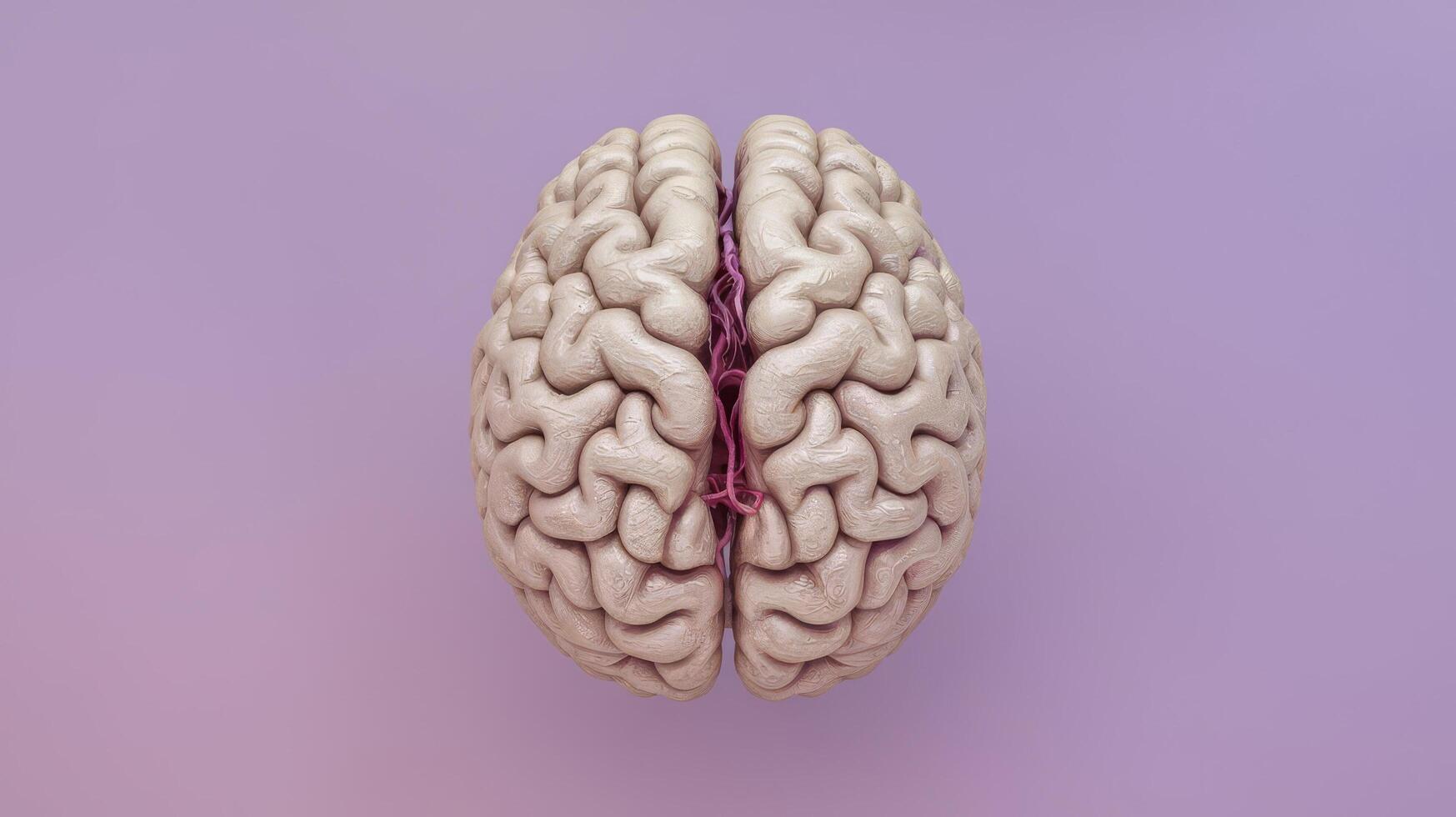 Minimal brn in on pastel purple background human brn anatomical model 3d render photo