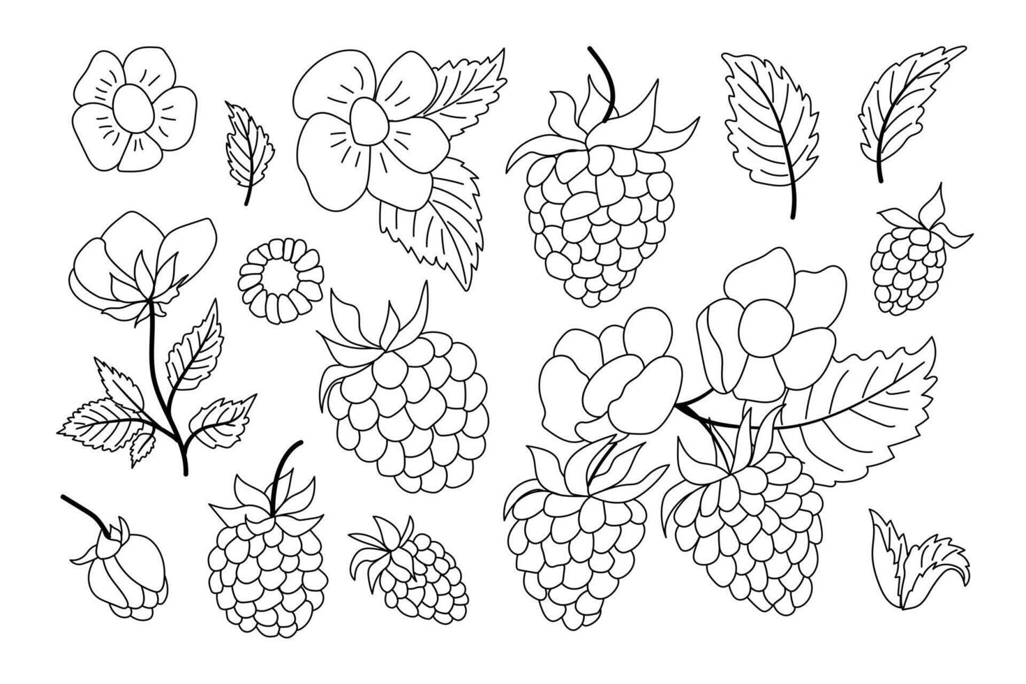 Coloring page featuring various raspberry plants and flowers in detailed outlines for creative activities and relaxation vector